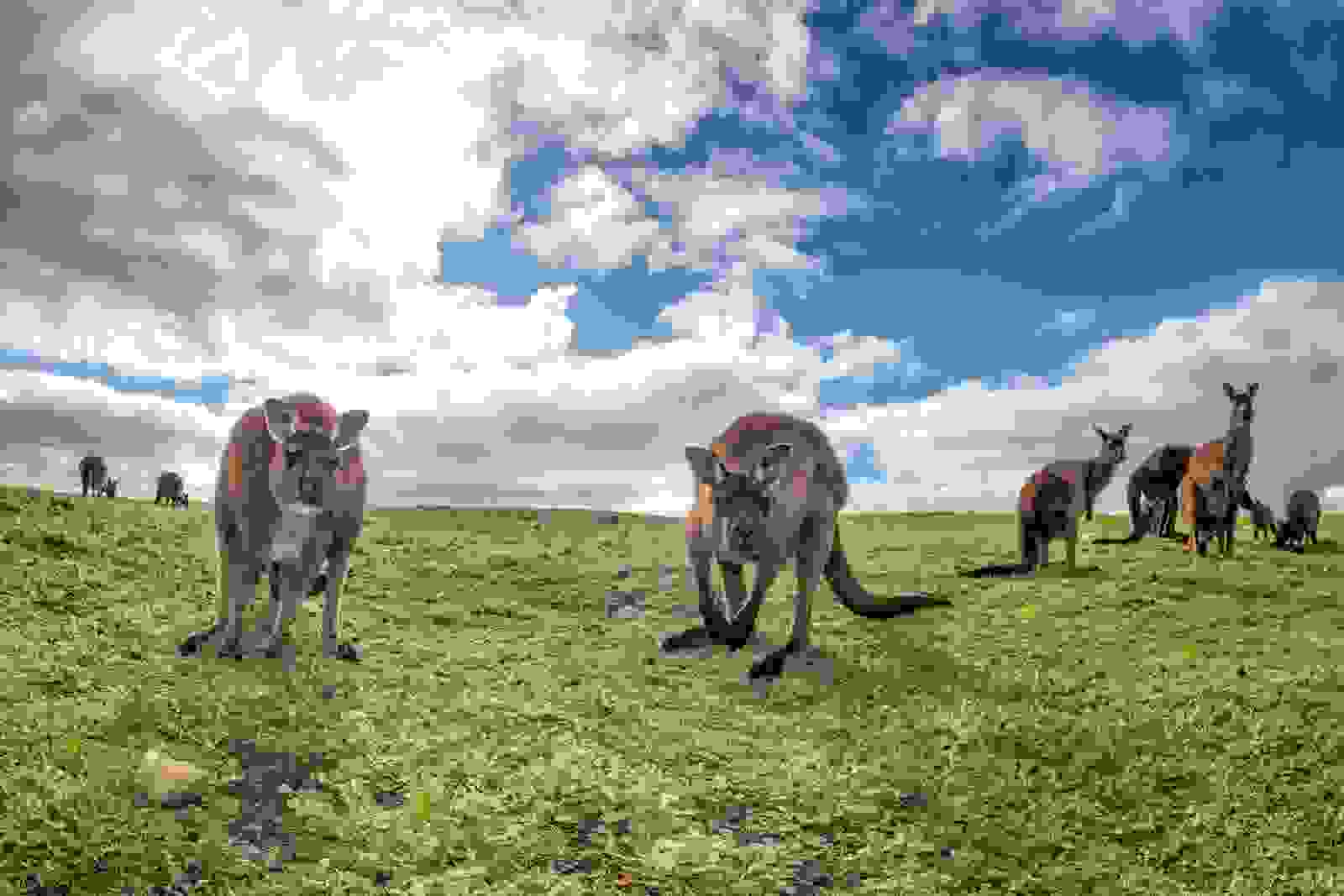 Kangaroo Island. (Photo by Andrea Izzotti/Shutterstock)