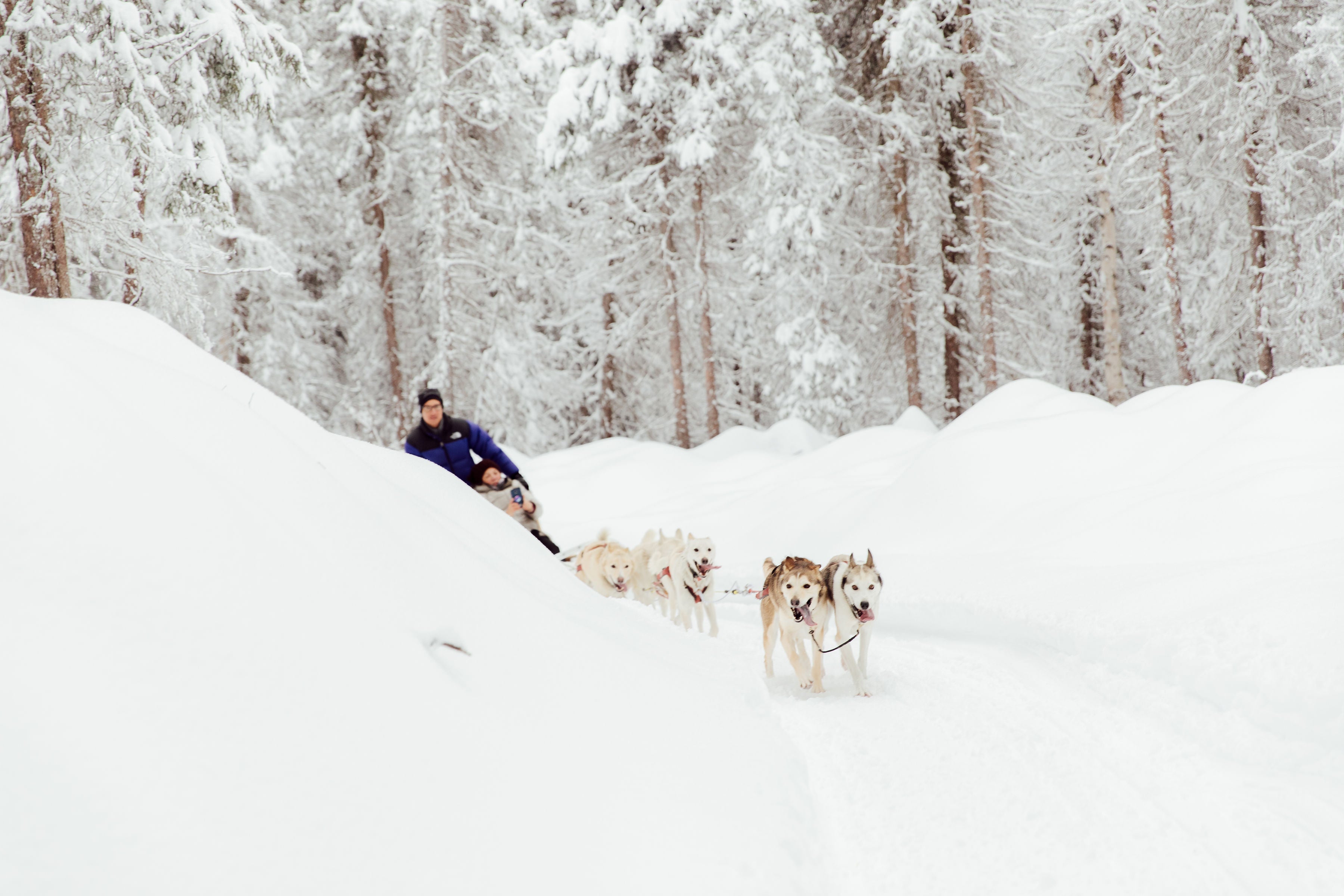 dog mushing in Alaska