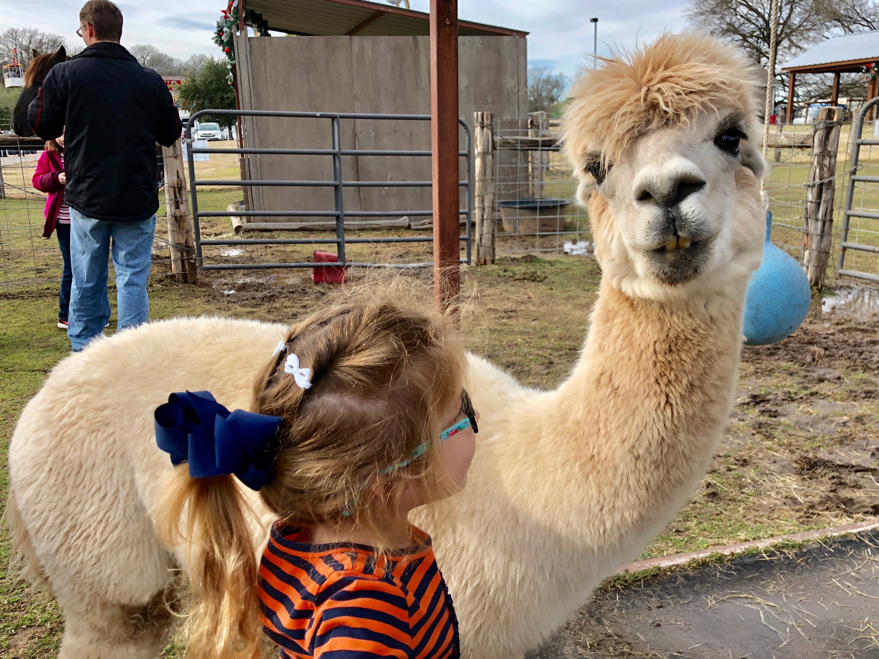 Hyatt Lost Pines Alpacas