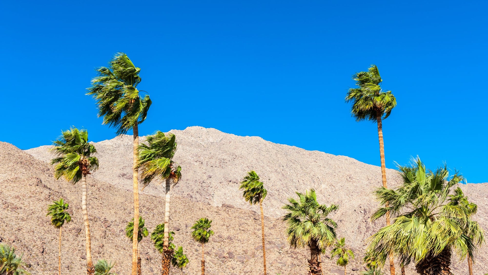 Palm Trees in Palm Springs CA