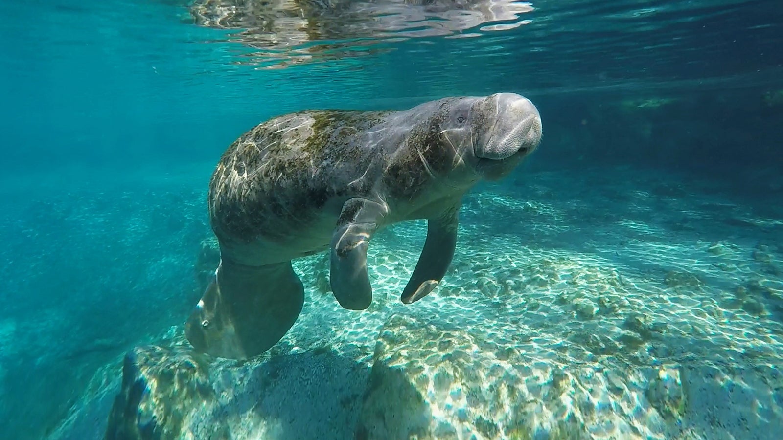 Crystal River, Florida