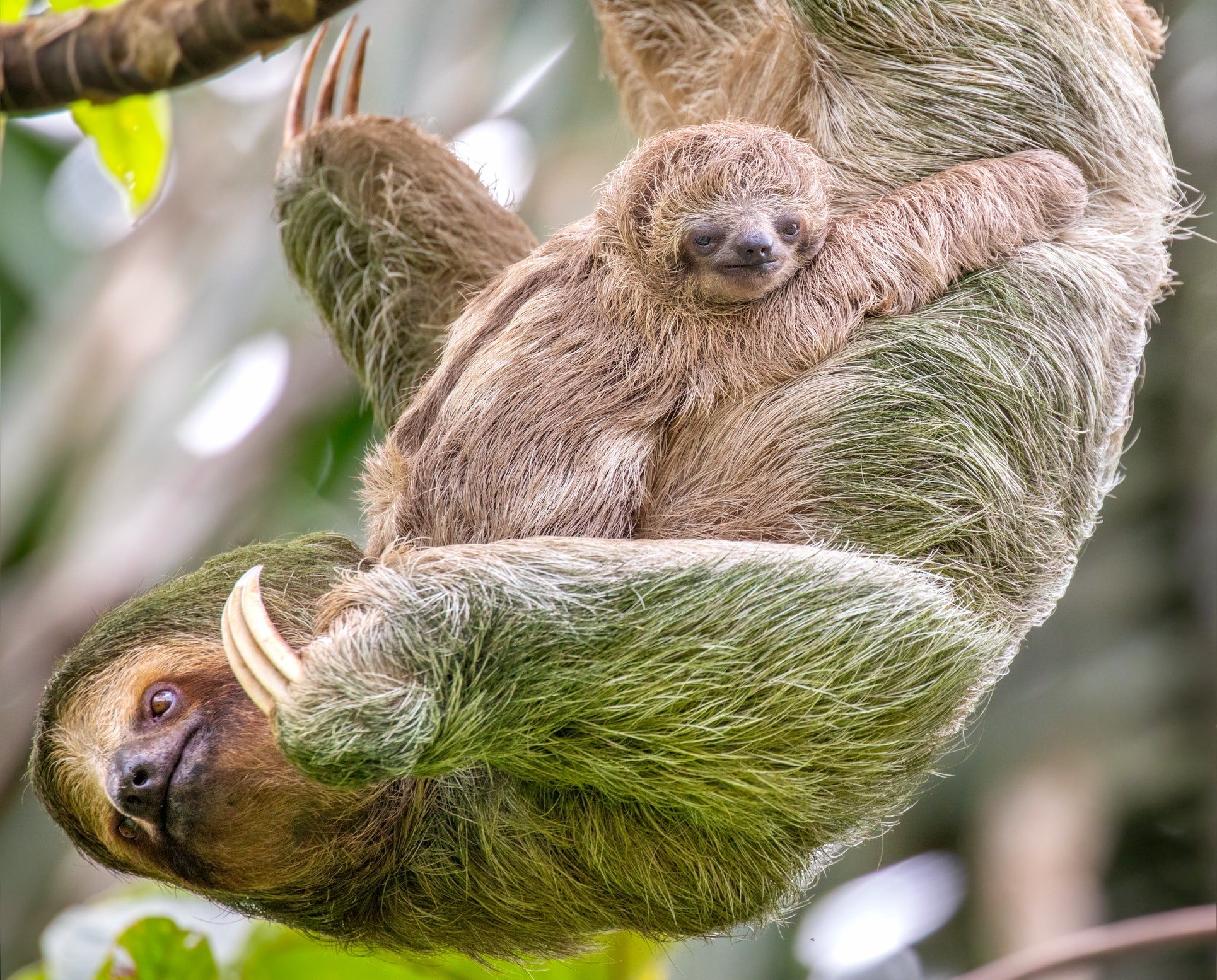 Brown-throated three-toed sloth
