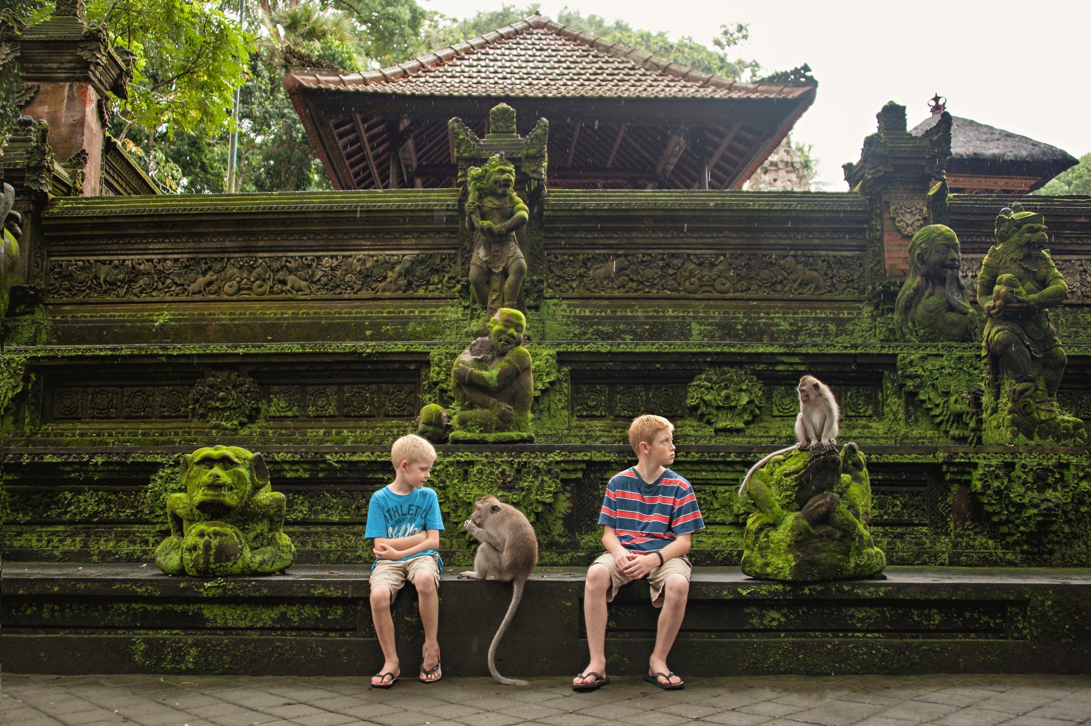 Bali monkeys
