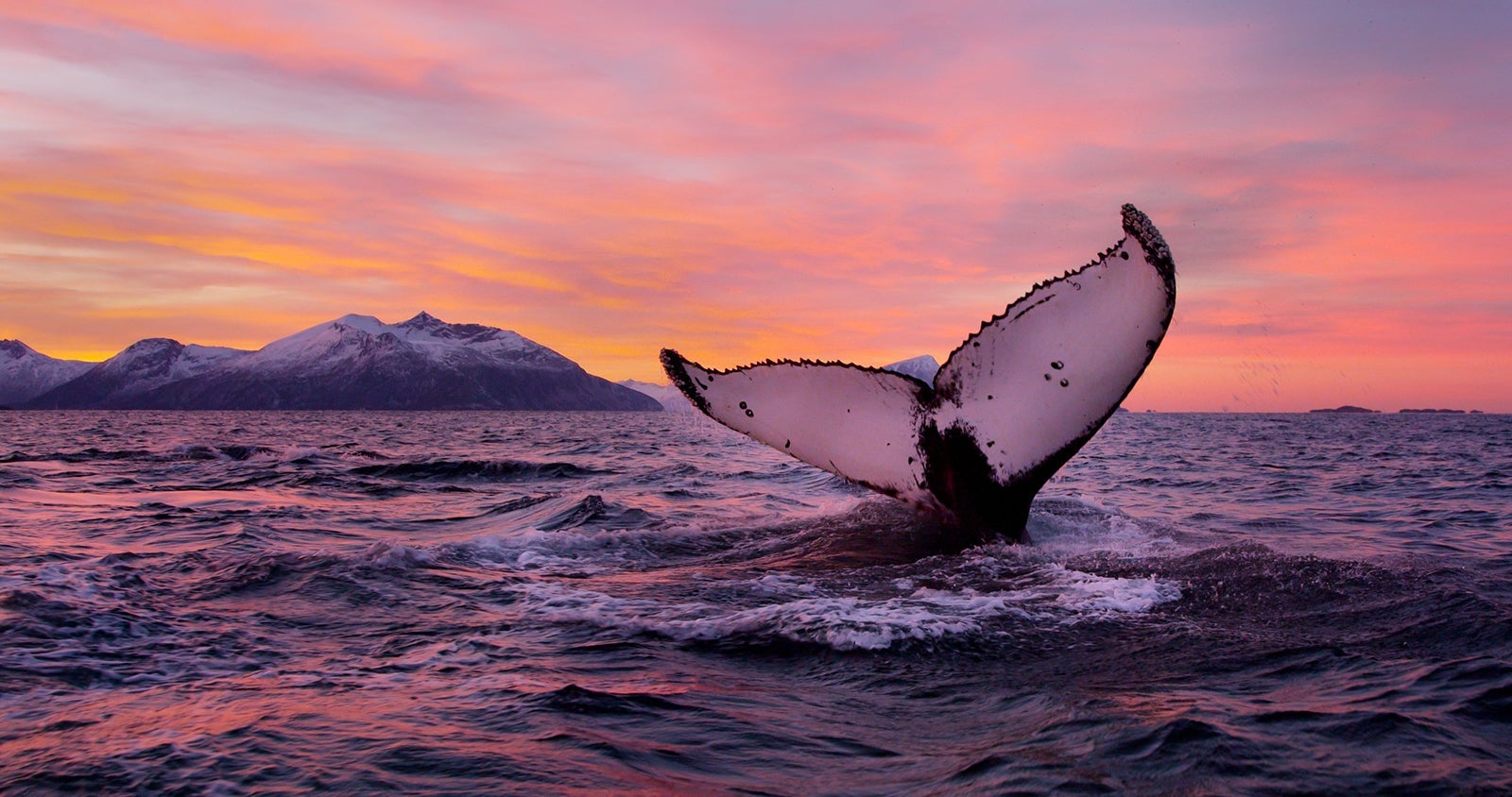 whale watching in norway