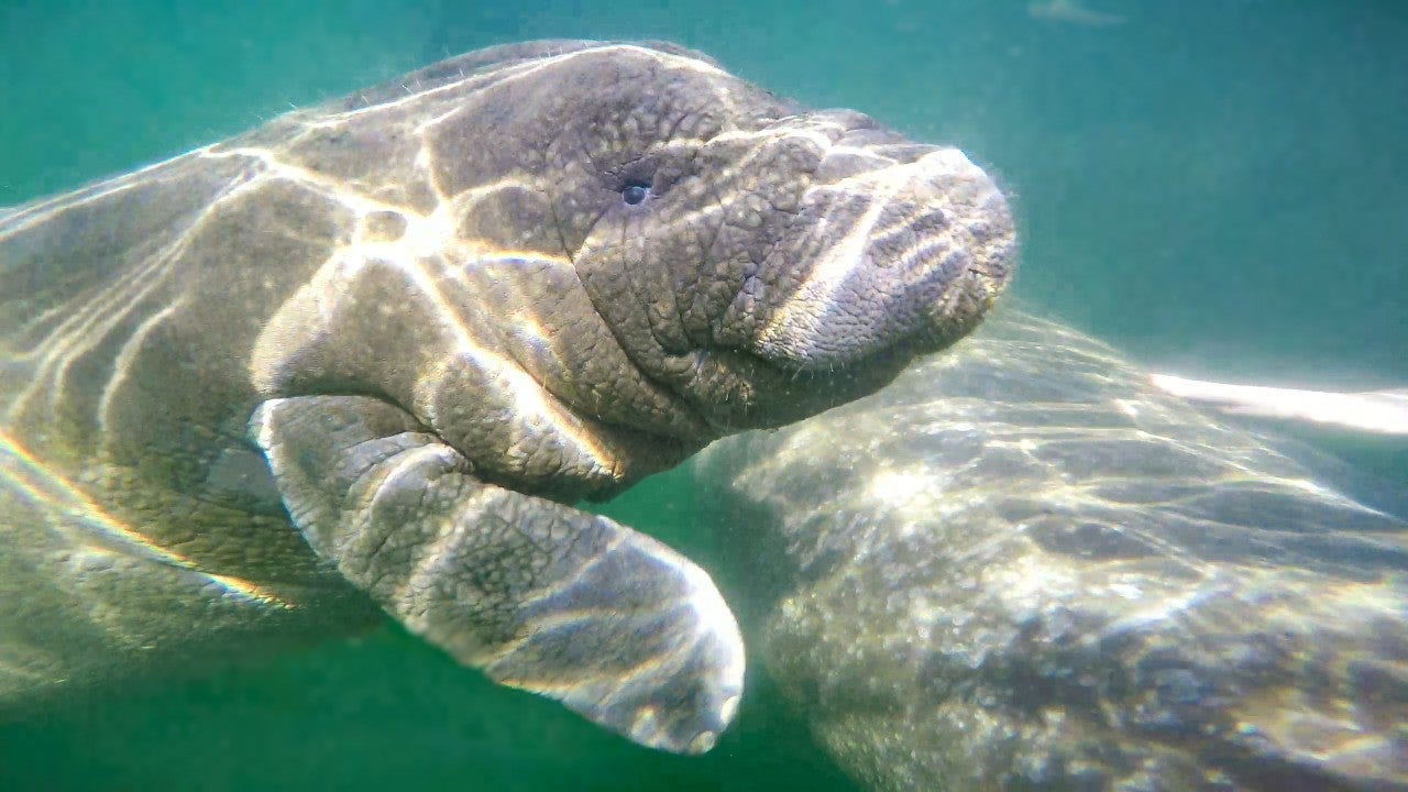 Crystal River manatees