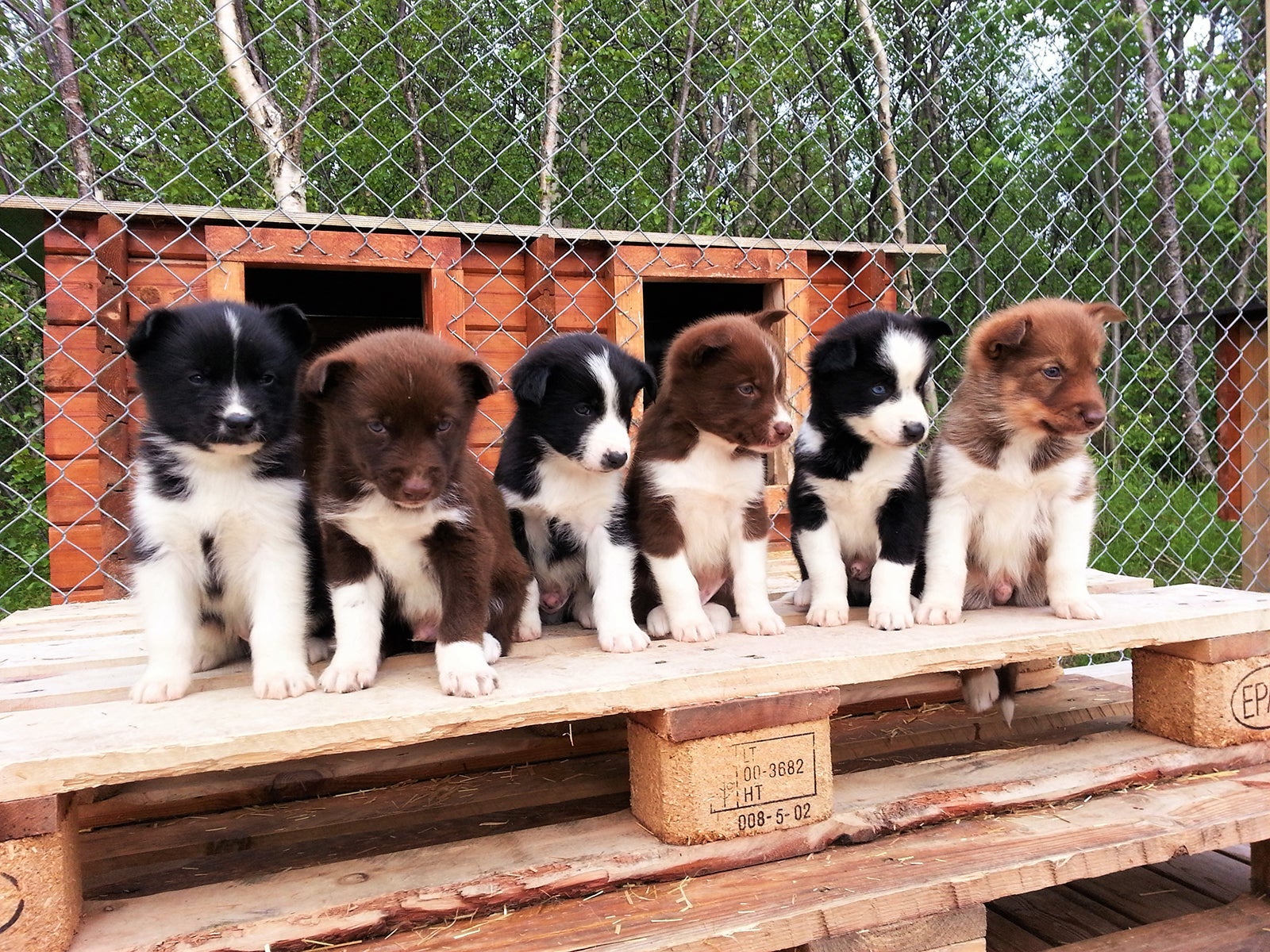 Holmen Husky Lodge, Norway