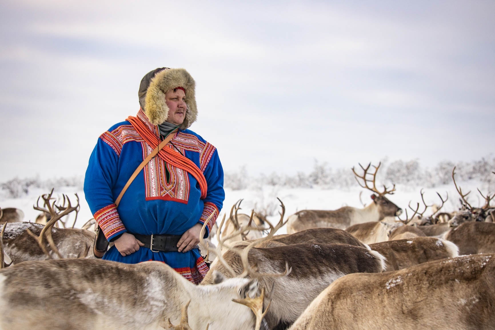 Norway reindeer