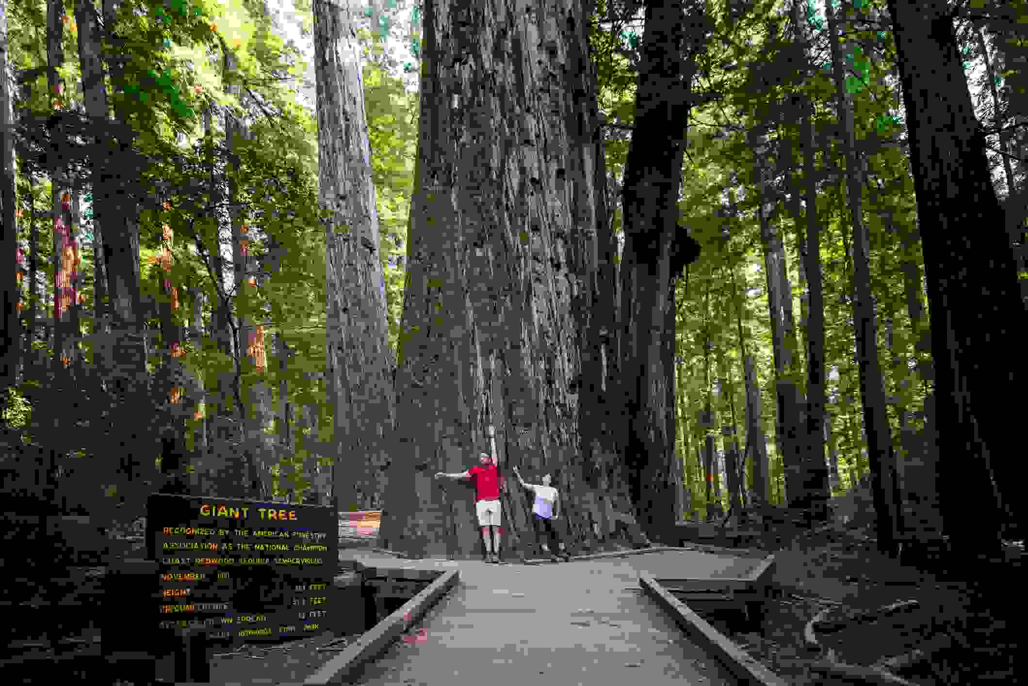 Tourists in front of "The Giant Tree" in the Redwood National Park, recognized by the American Forestry Association as the National Champion coast Redwood Sequoia Sempervirens. Height 363 Feet, Circumference 53.2 Feet, Average Crown Spread 62 Feet. Humboldt Redwoods State Park. California, USA.