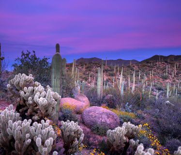 Saguaro National Park