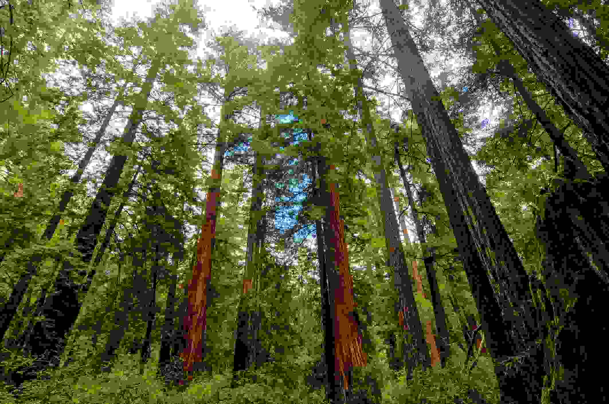 Sequoia trees in Big Basin Redwoods State Park. (Photo by demerzel21/Getty Images)