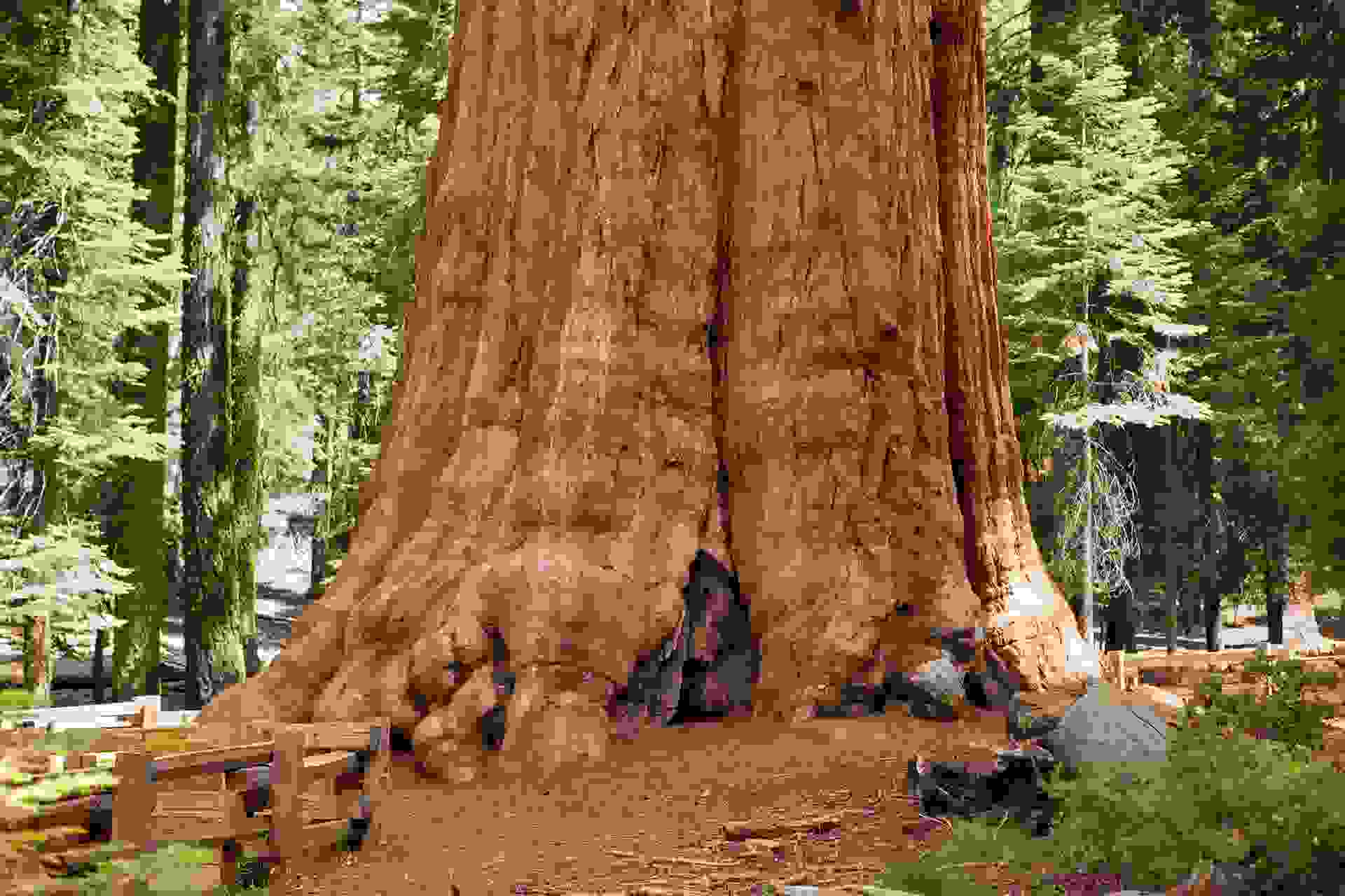 Giant Sequoia known as the General Sherman tree. (Photo by DonNichols/Getty Images)