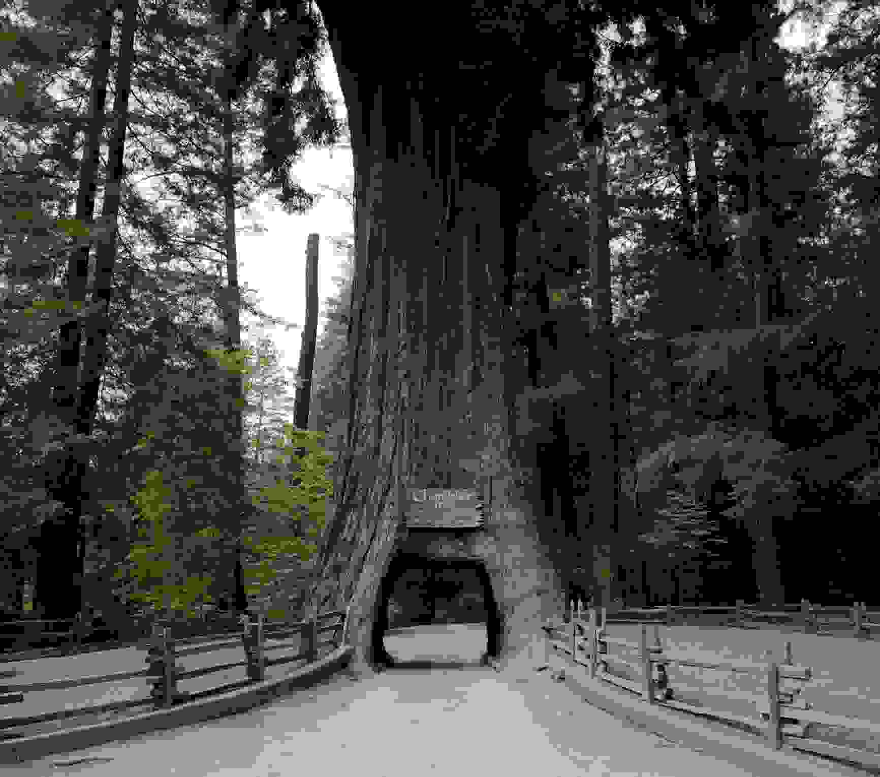 The Chandelier tree (Photo by Peter Baker/Getty Images)