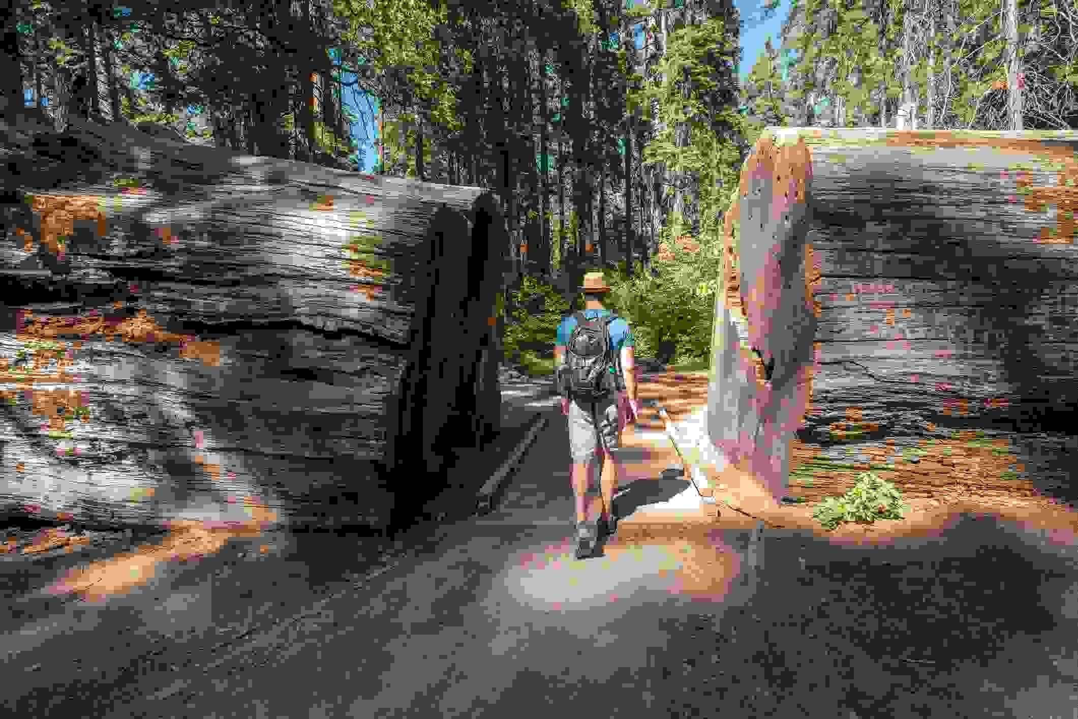 Calaveras Big Trees State Park (Photo by haveseen/Getty Images)