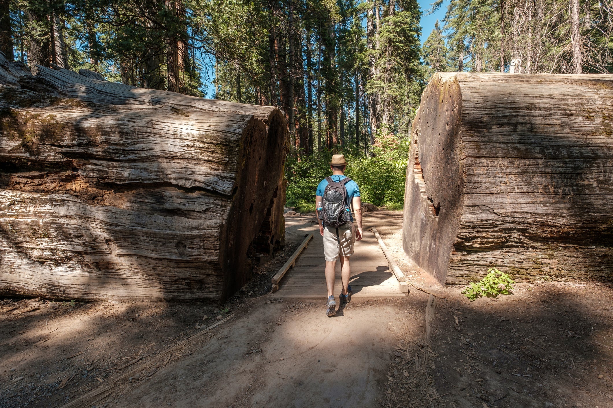 Tourist with backpack hiking among sequoia redwoods