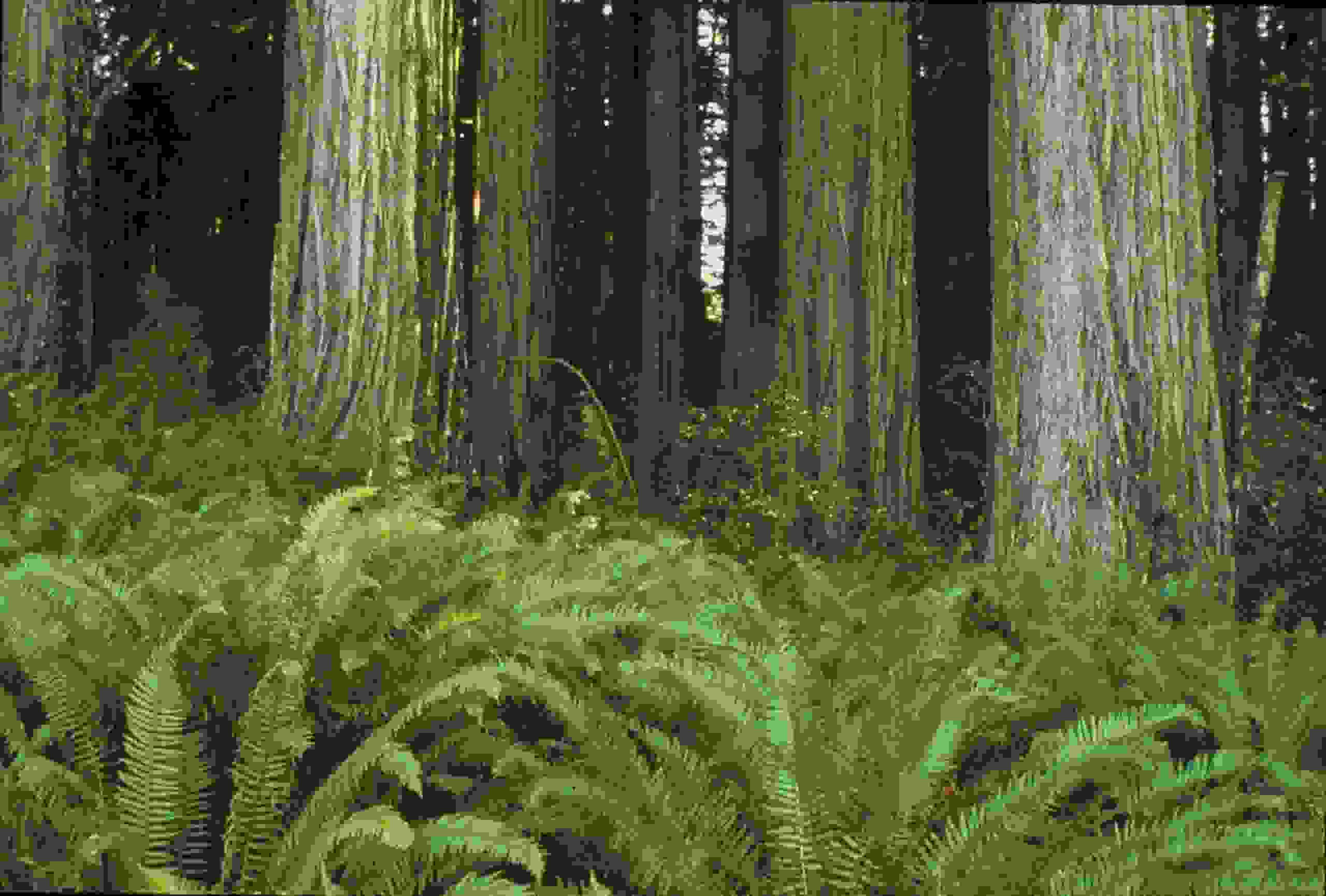 Sequoia sempervirens (Photo courtesy of National Park Services)