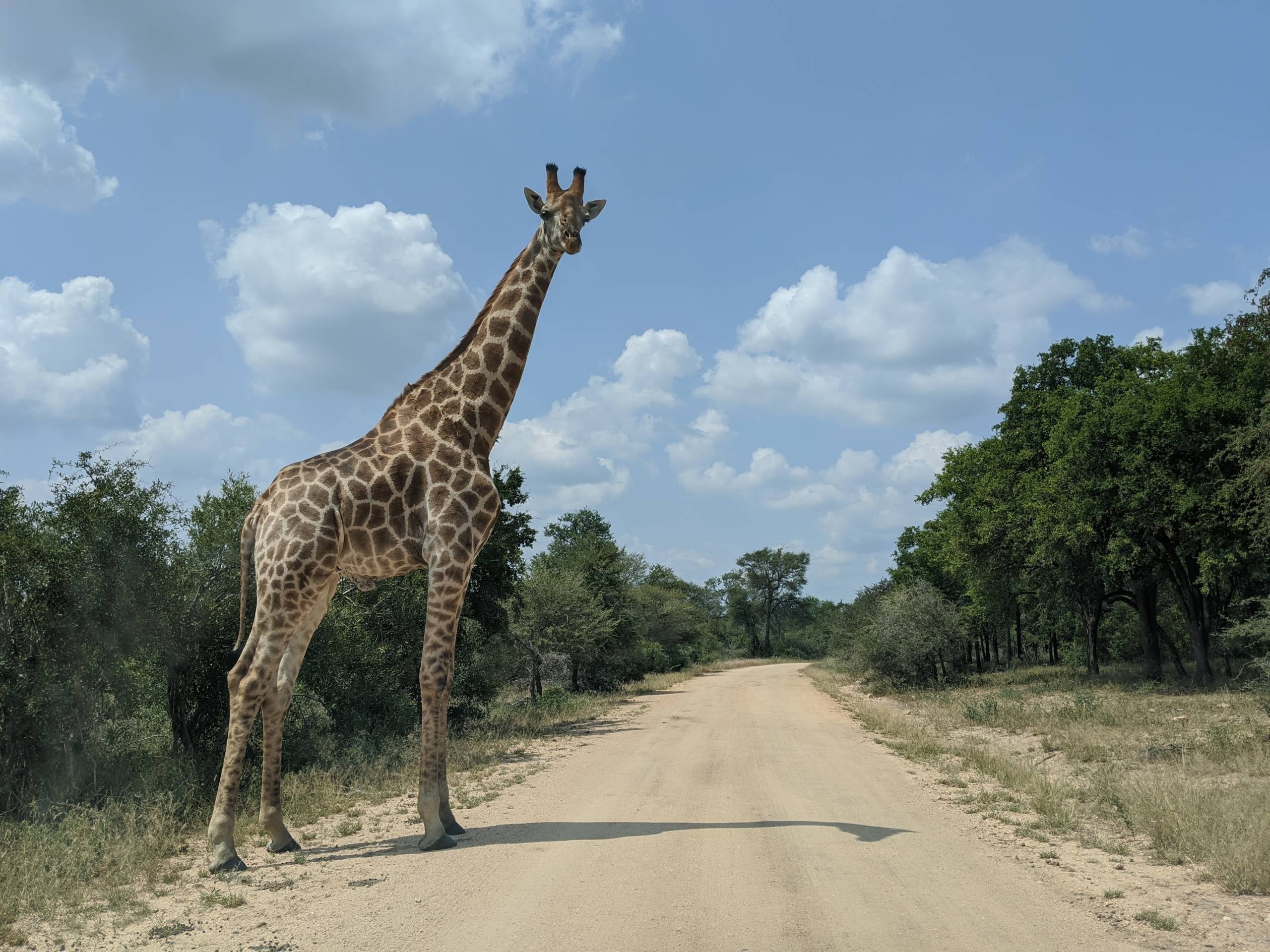 Kruger National Park giraffe
