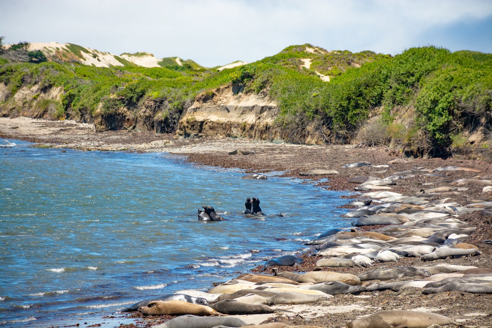 Año Nuevo State Park. (Photo by MargaretW/Getty Images)