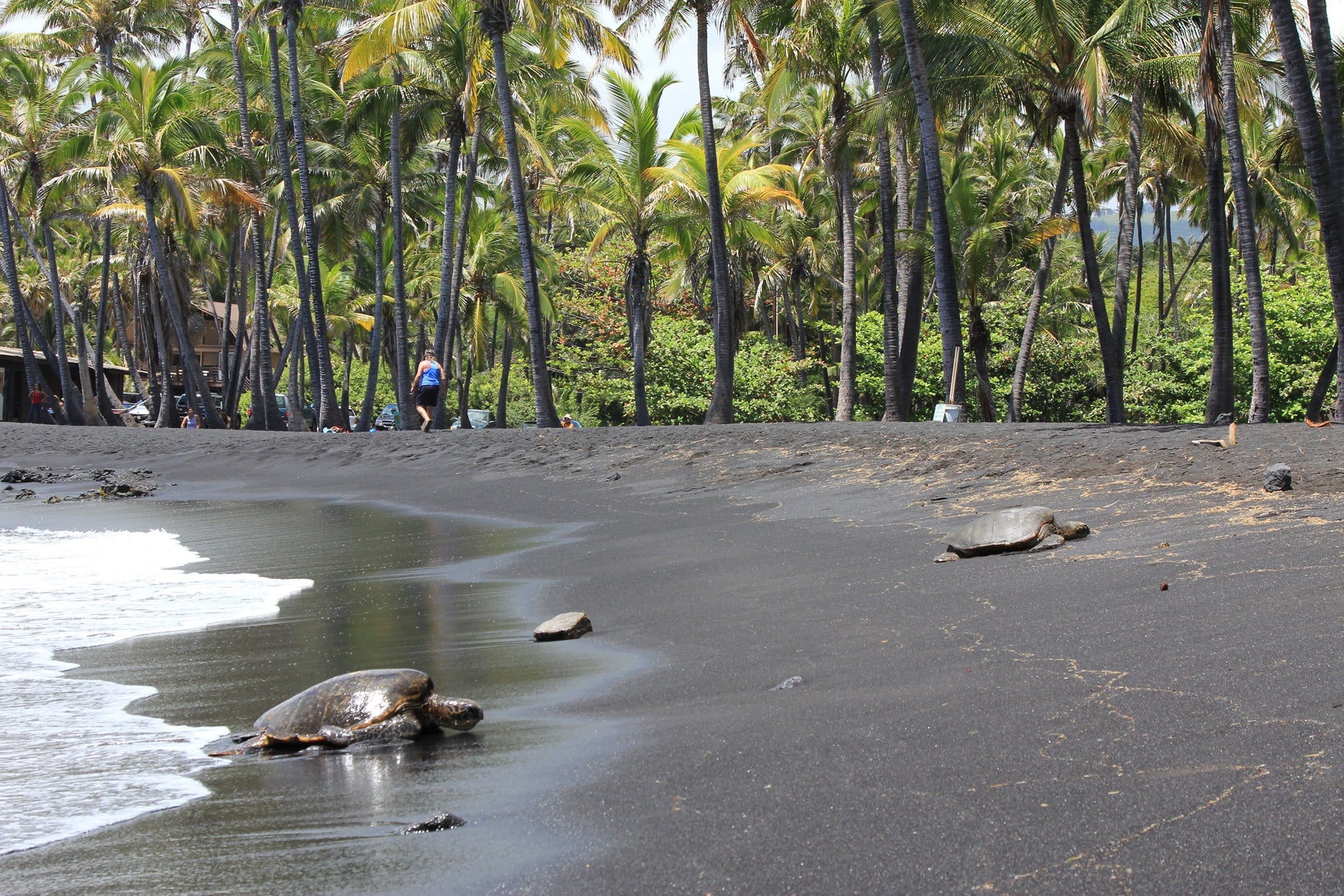 Punaluu Beach, Big Island, Hawaii