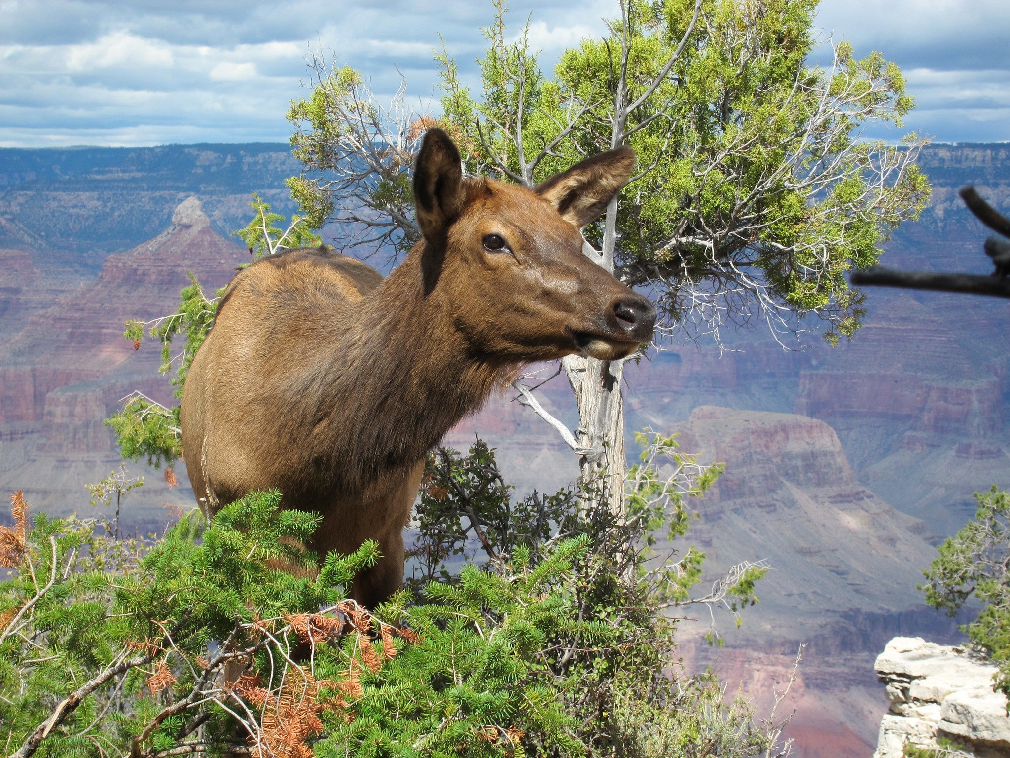 Elk at the Grand Canyon