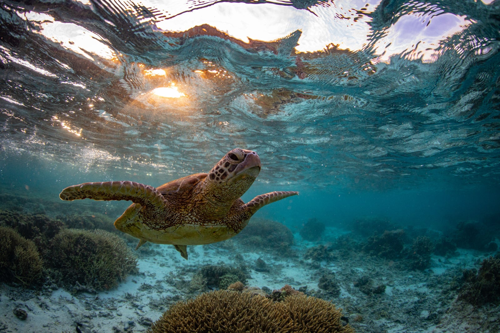12 of the best far-flung dive and snorkel spots to add to your bucket list - The Points Guy