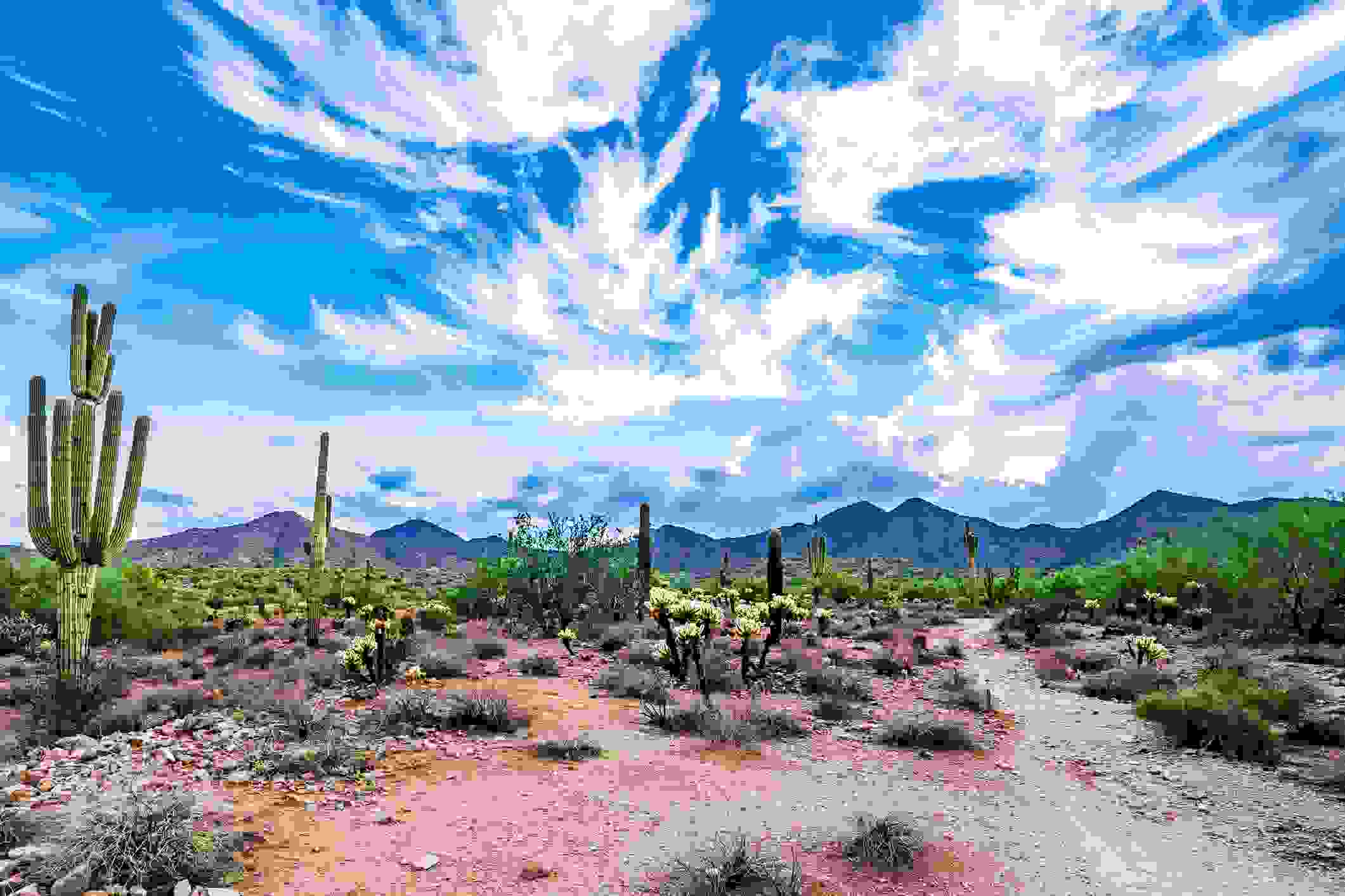 Scottsdale, Arizona (Photo by Thomas Roche / Getty Images)