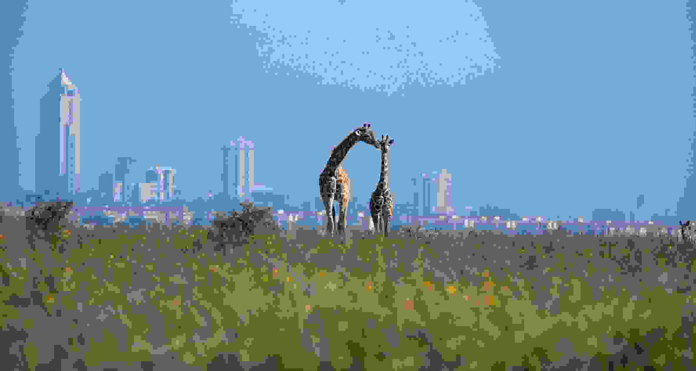 Nairobi National Park - Kenya