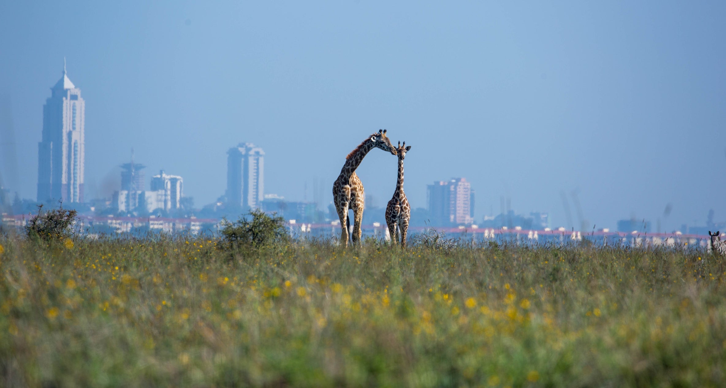 Nairobi National Park in Kenya