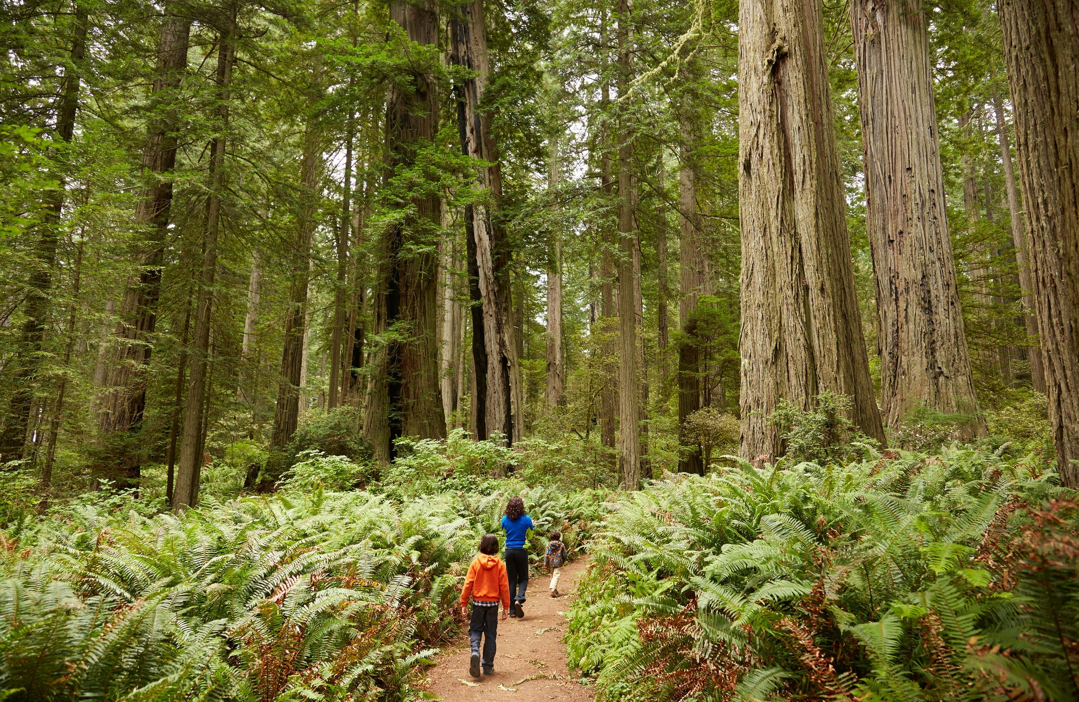 Redwood National Park