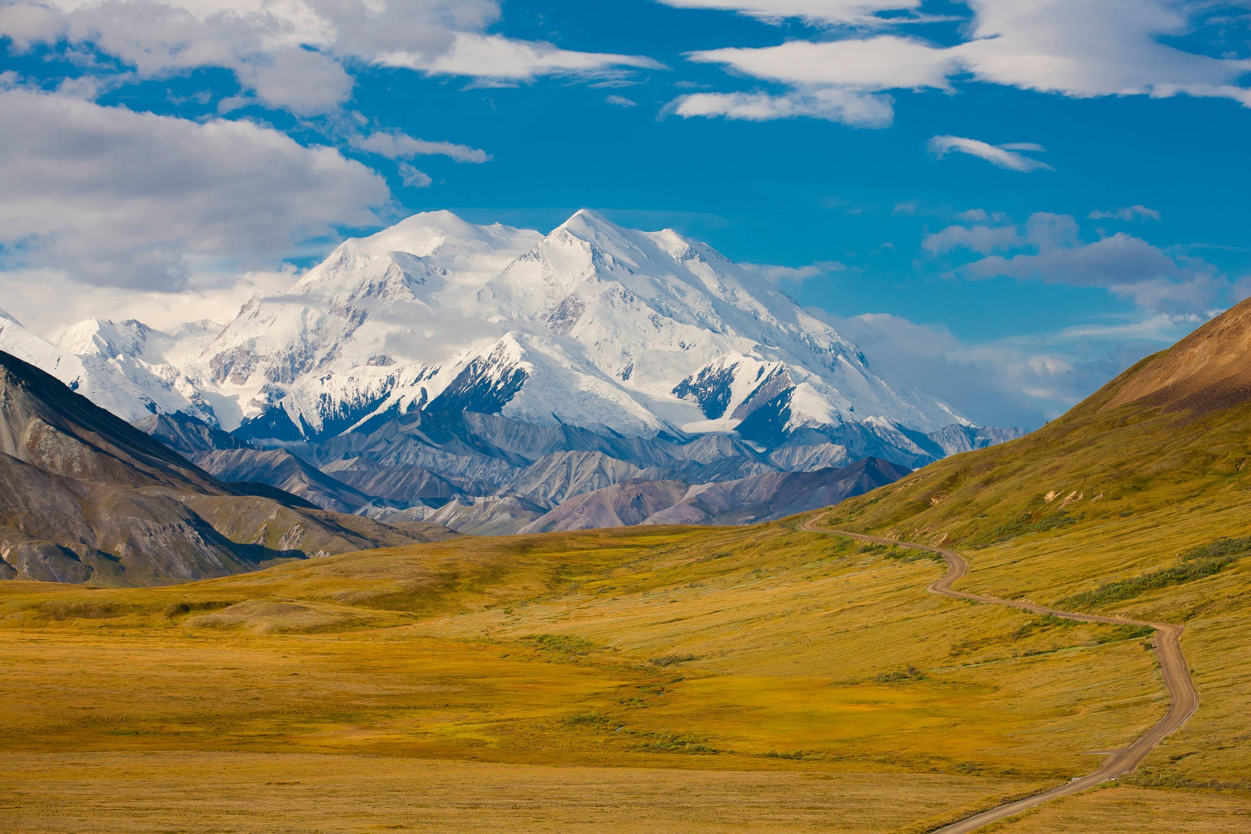 hiking trail through yellow field with snowy mountains in background