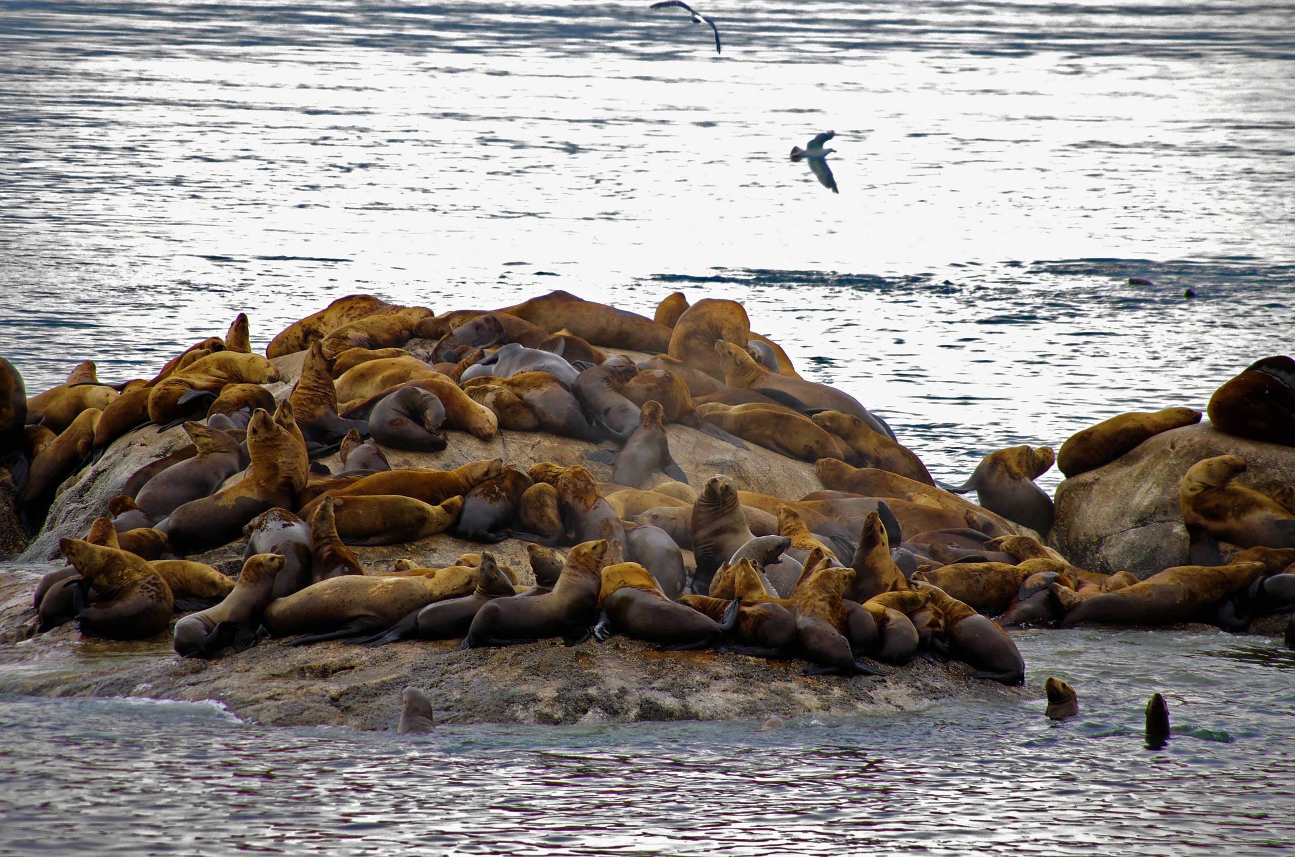 sea lions