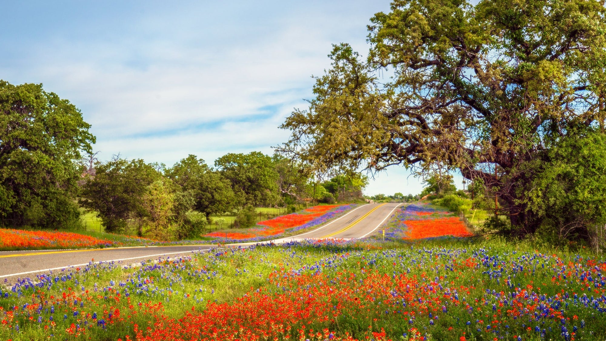 texas bluebonnets road