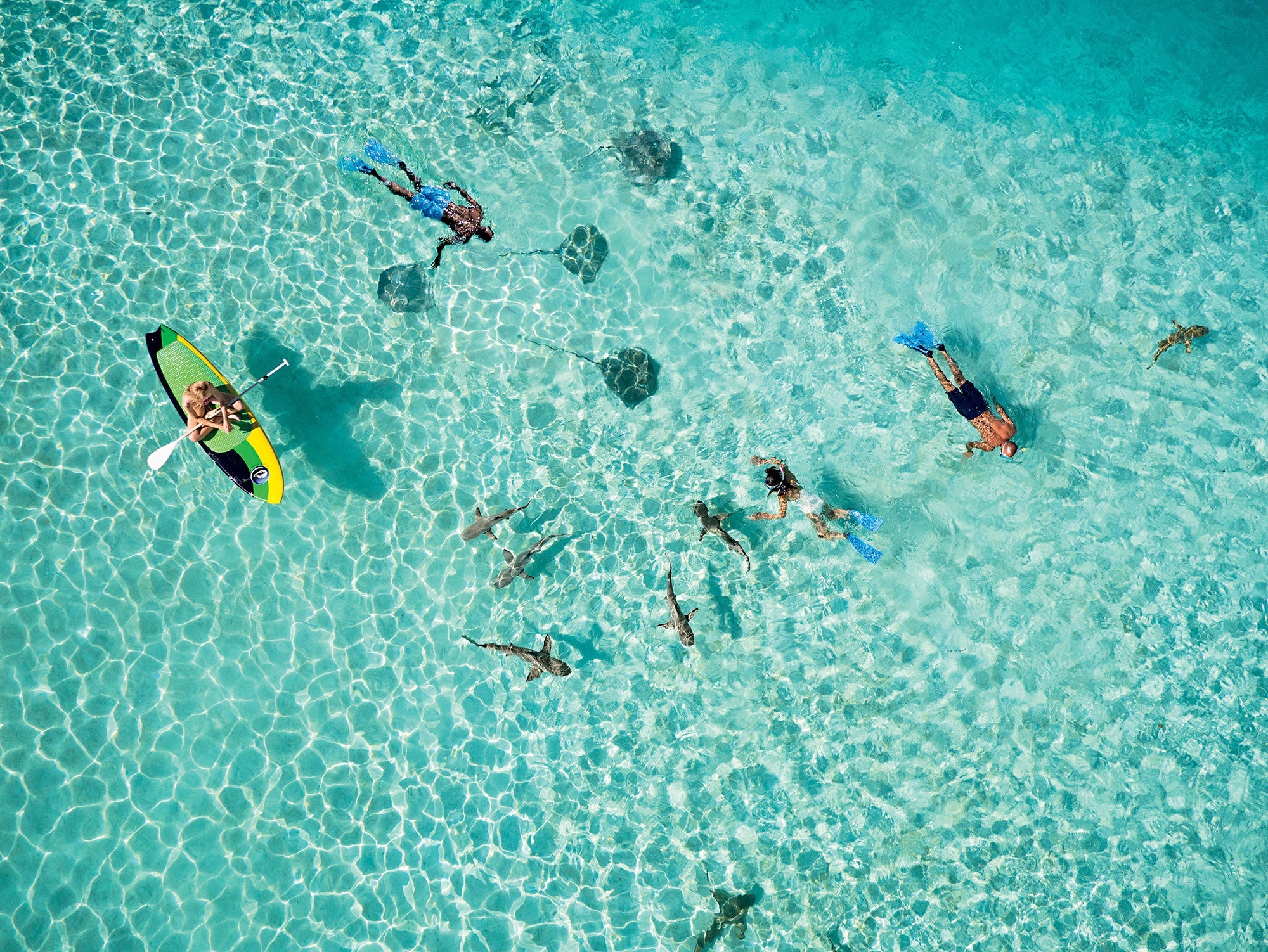 Bora Bora - snorkel with stingrays and sharks