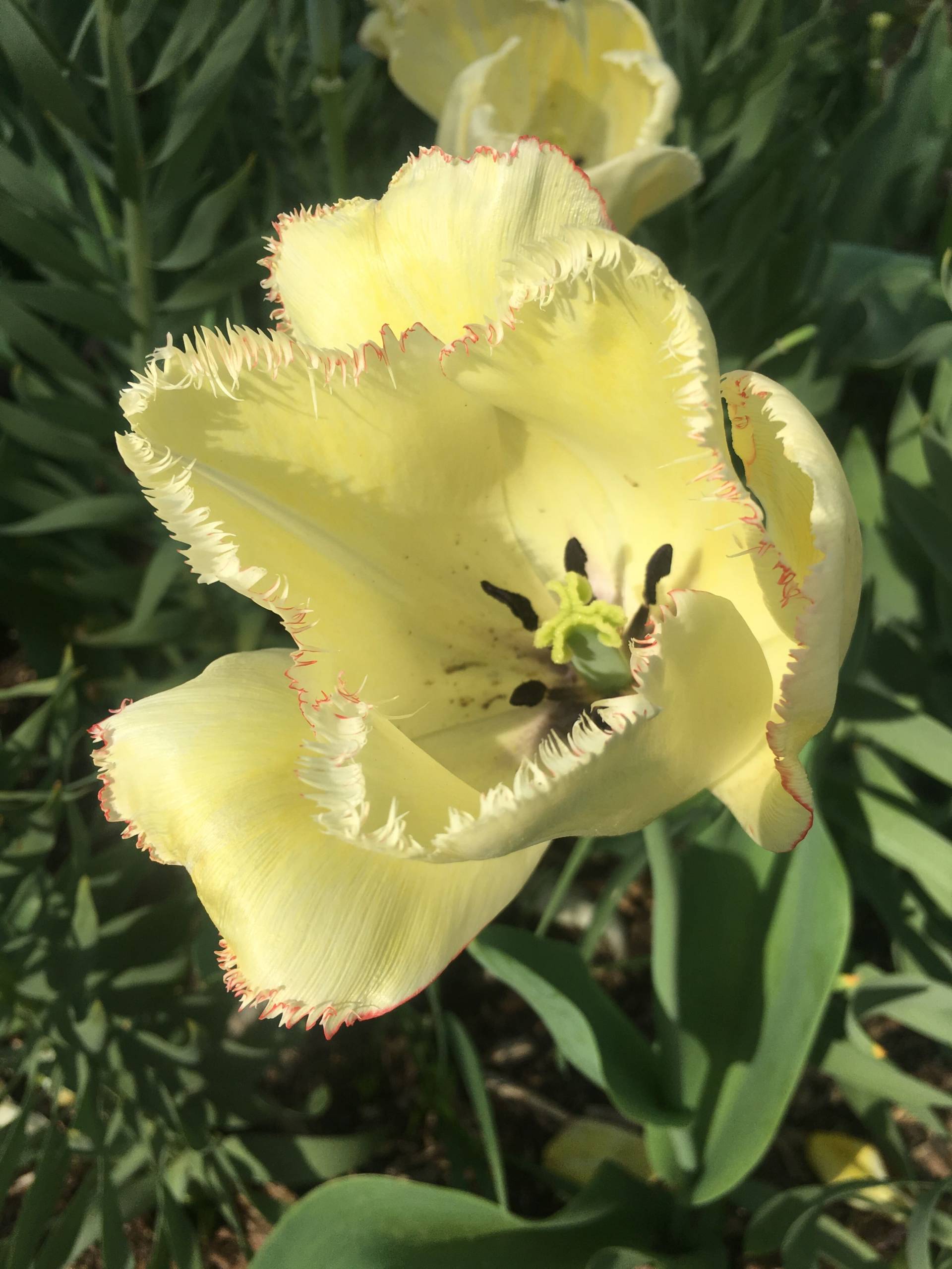 Missouri Botanical Garden