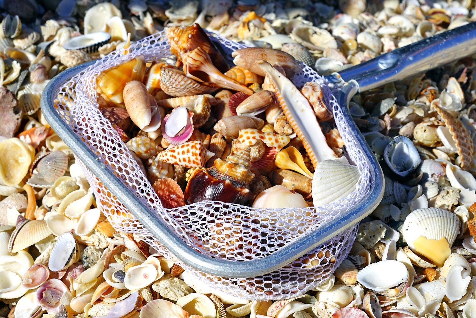 Sanibel, Florida shells