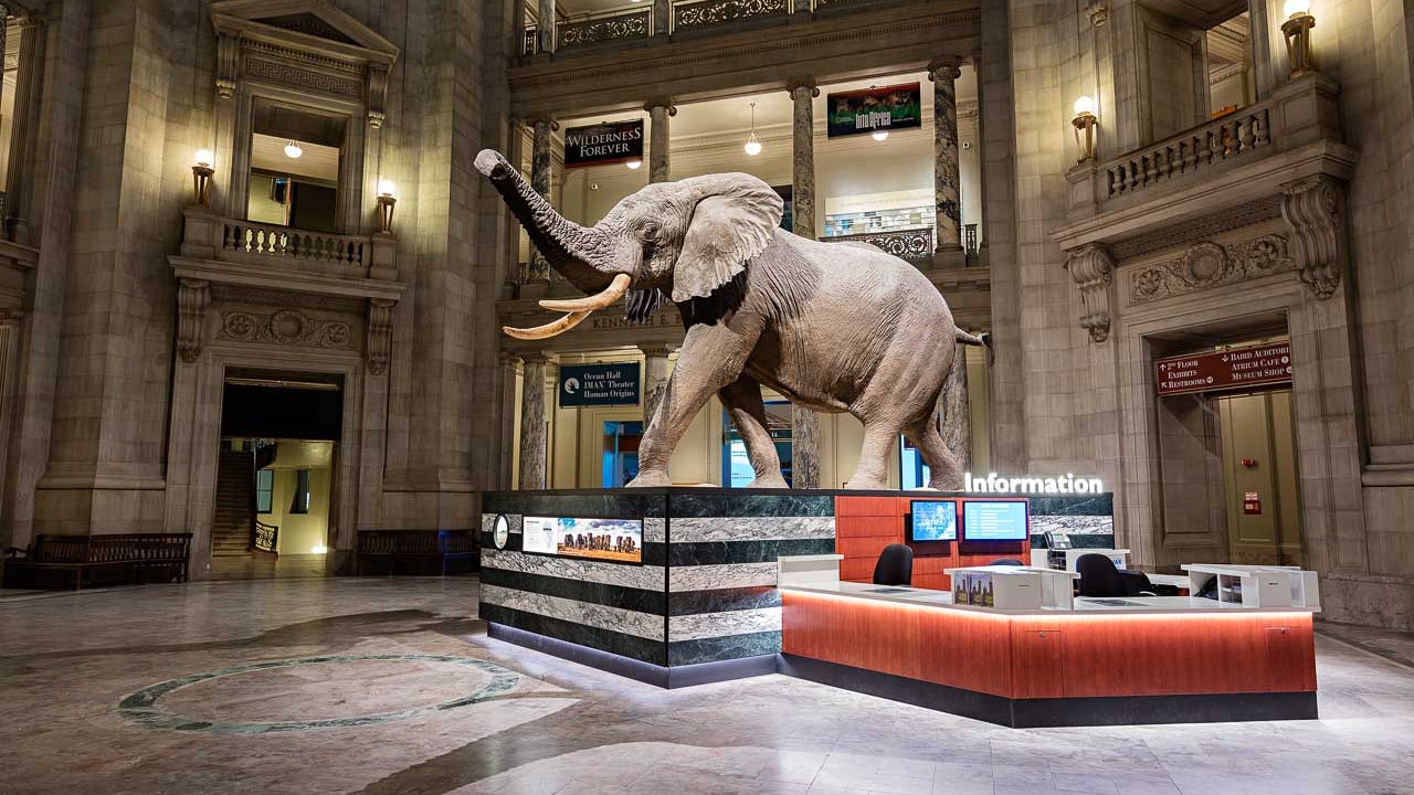 renovated_elephant_display_1