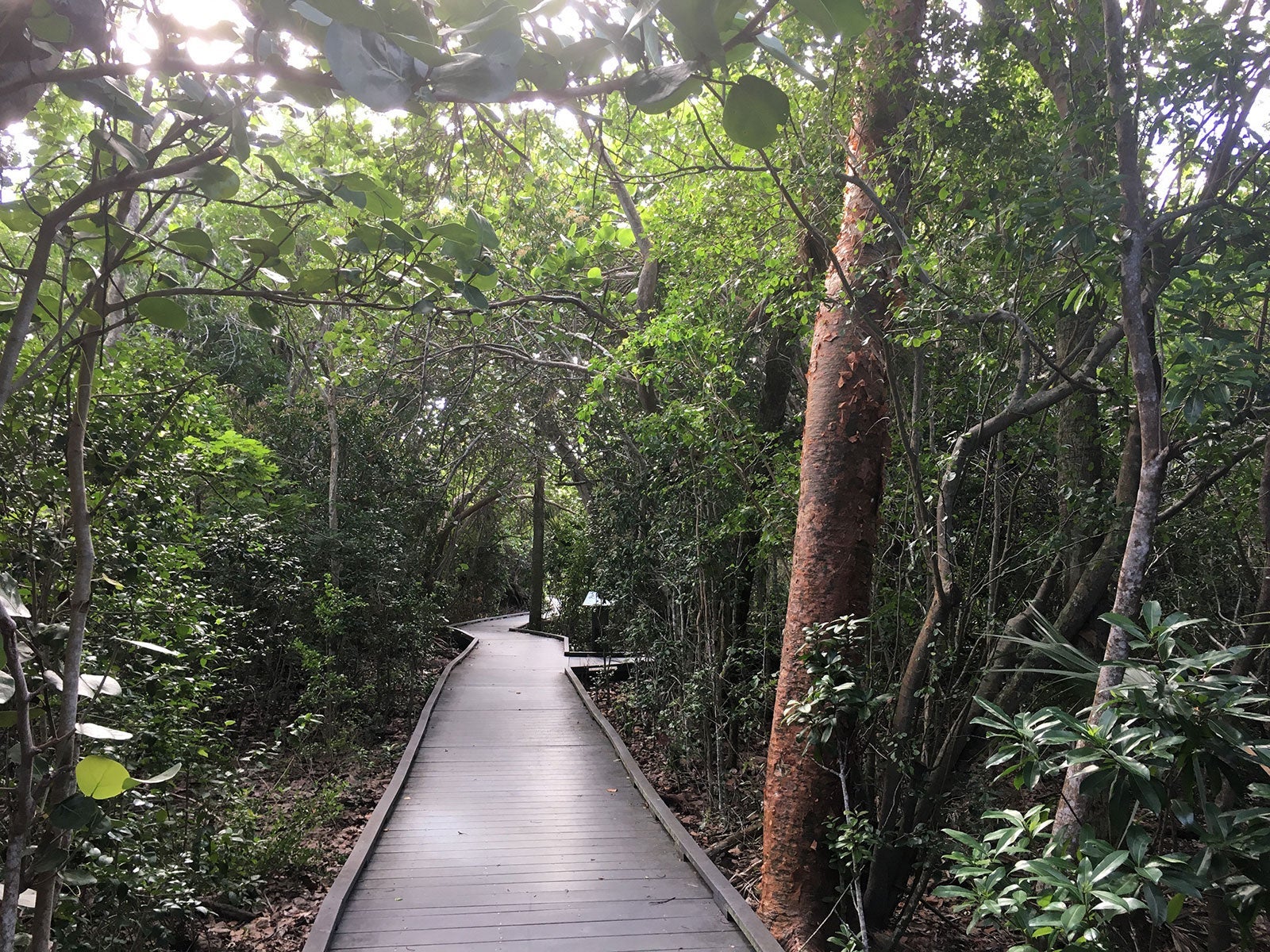 Sanibel Calusa Shell Mound Trail