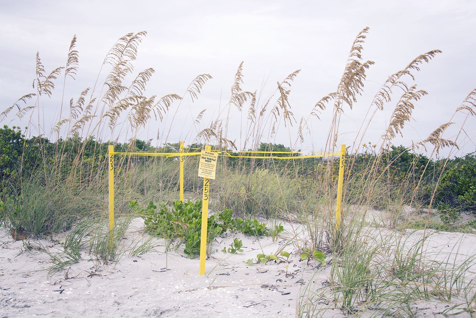 Sanibel sea turtle nest