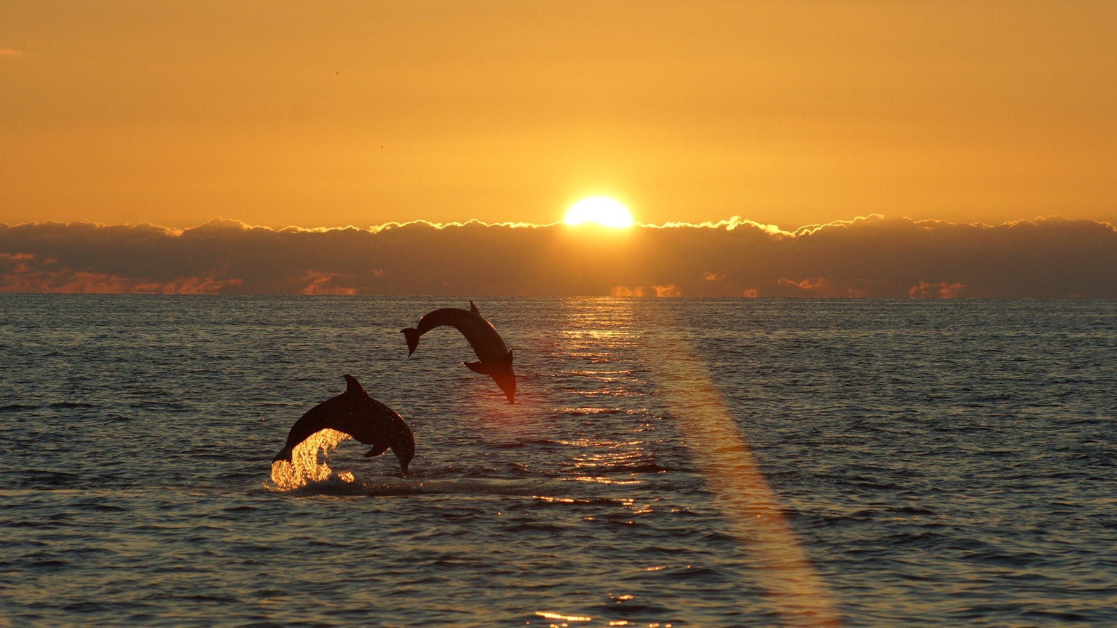 Sanibel sunset dolphins