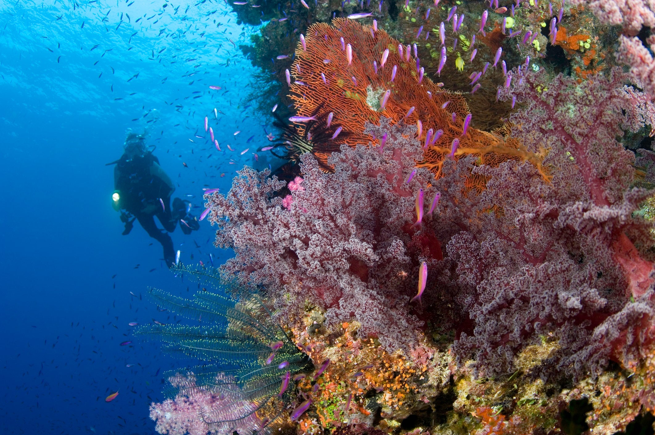 Namena Marine Reserve 
