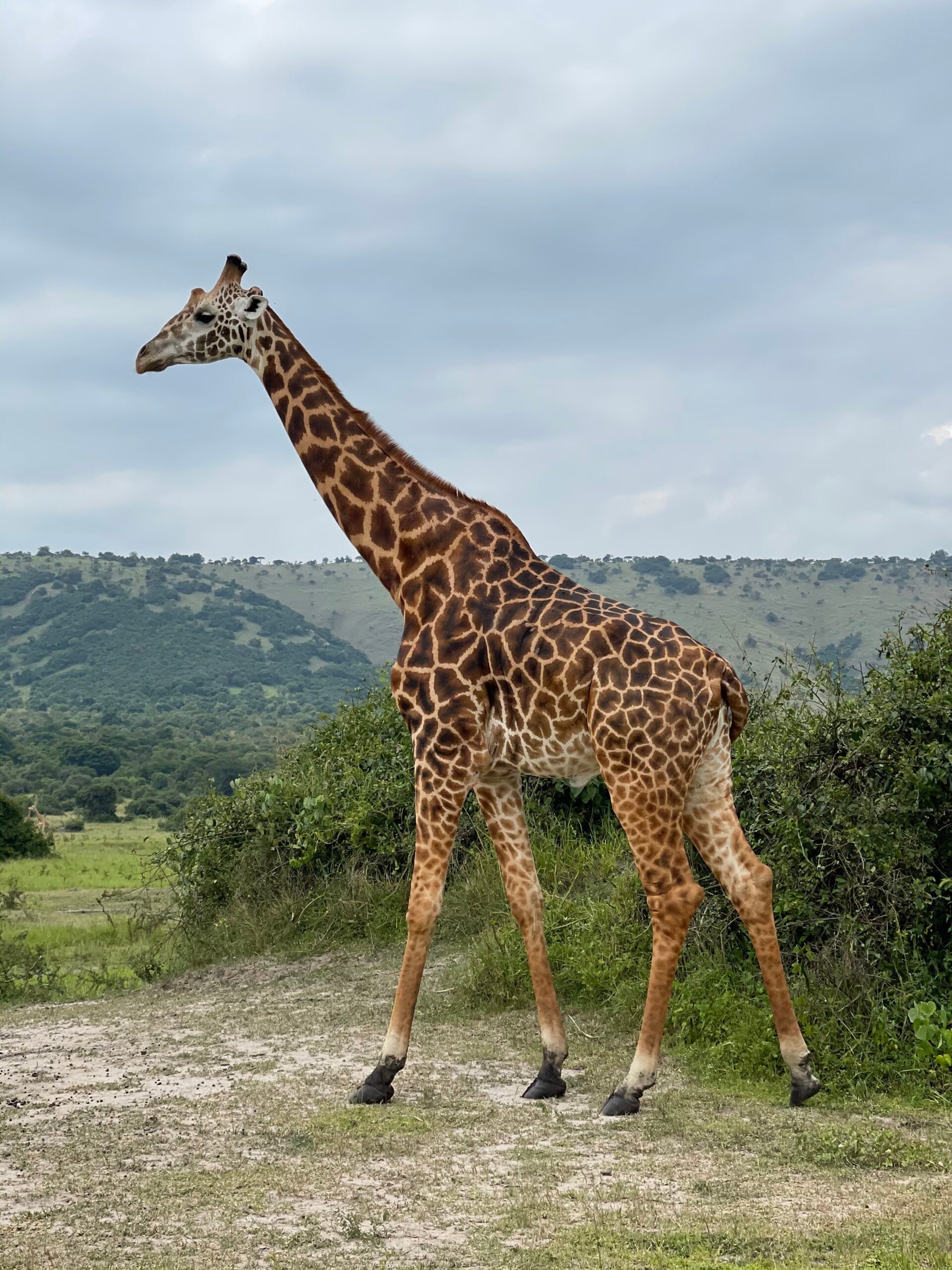 Giraffe in Akagera Park