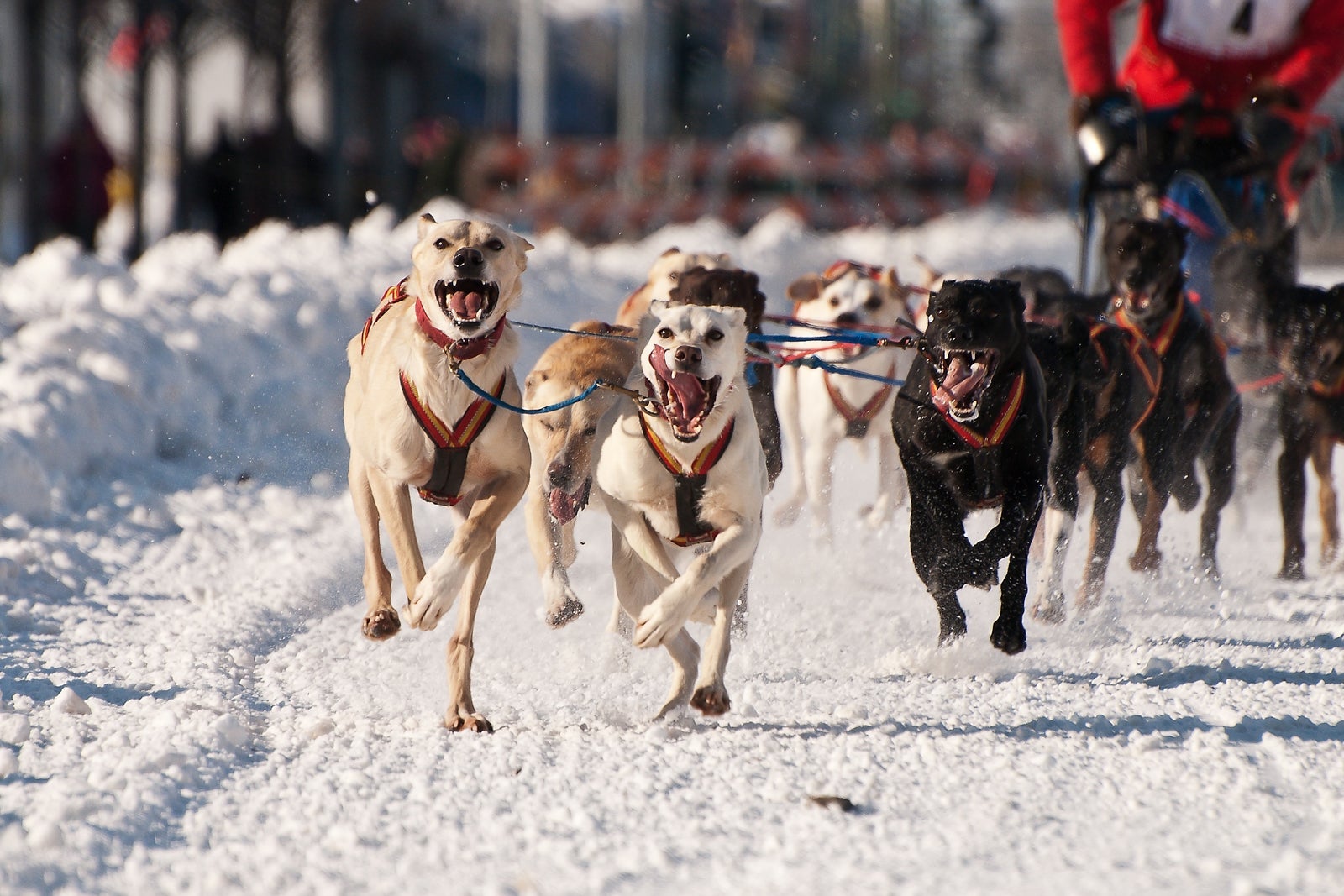 World Championship Sled Dog Race