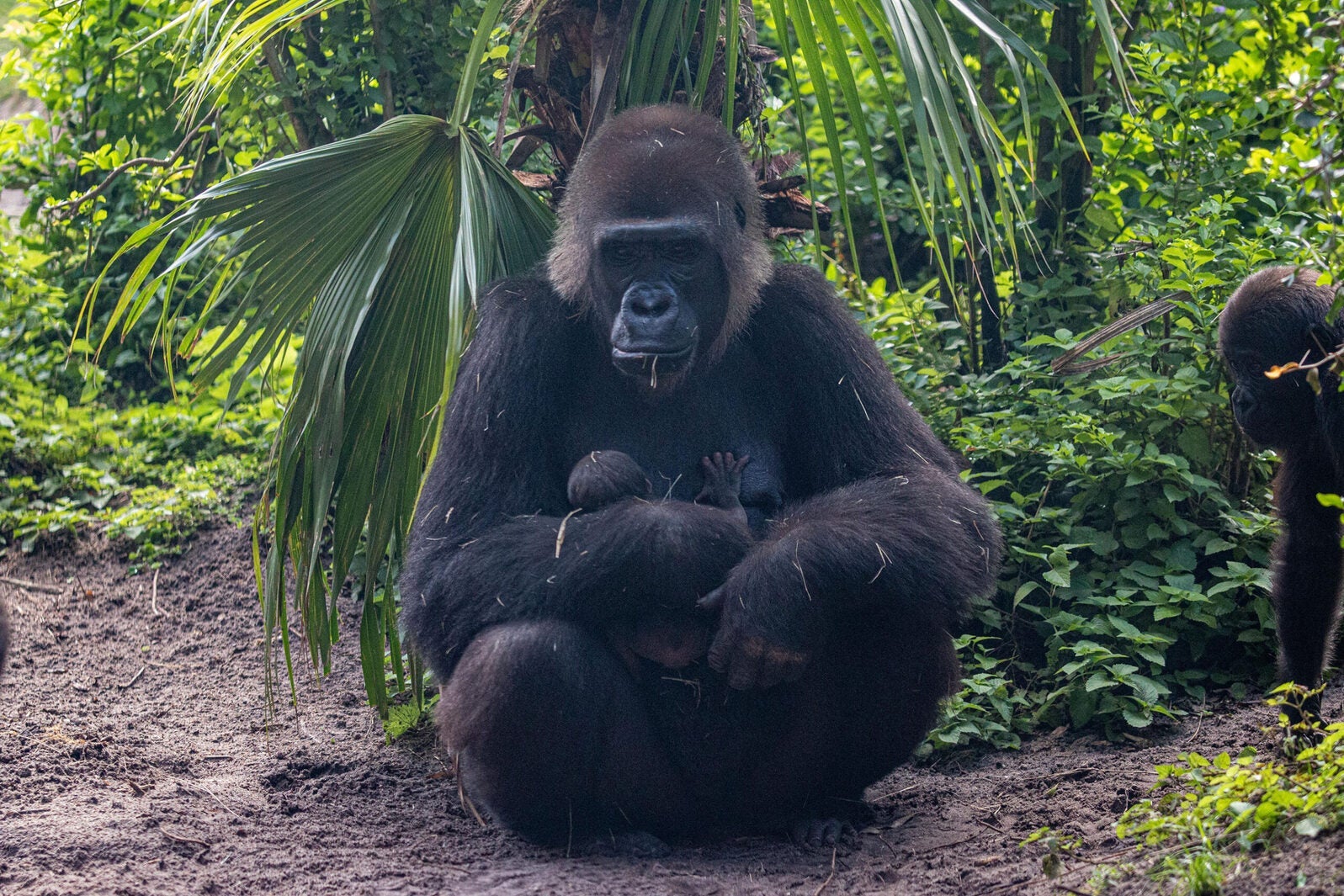 Western lowland gorilla baby in its mother's arms at Disney's Animal Kingdom Theme Park