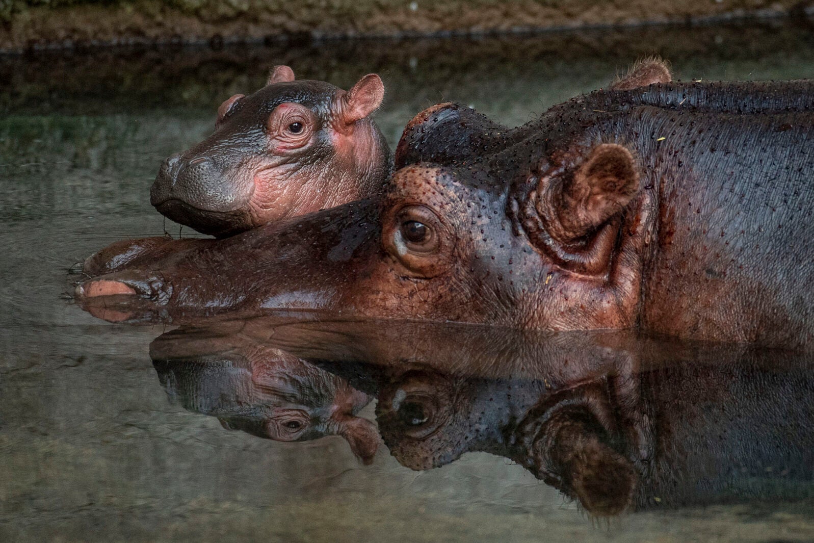 Hippo calf with its mother at Animal Kingdom park
