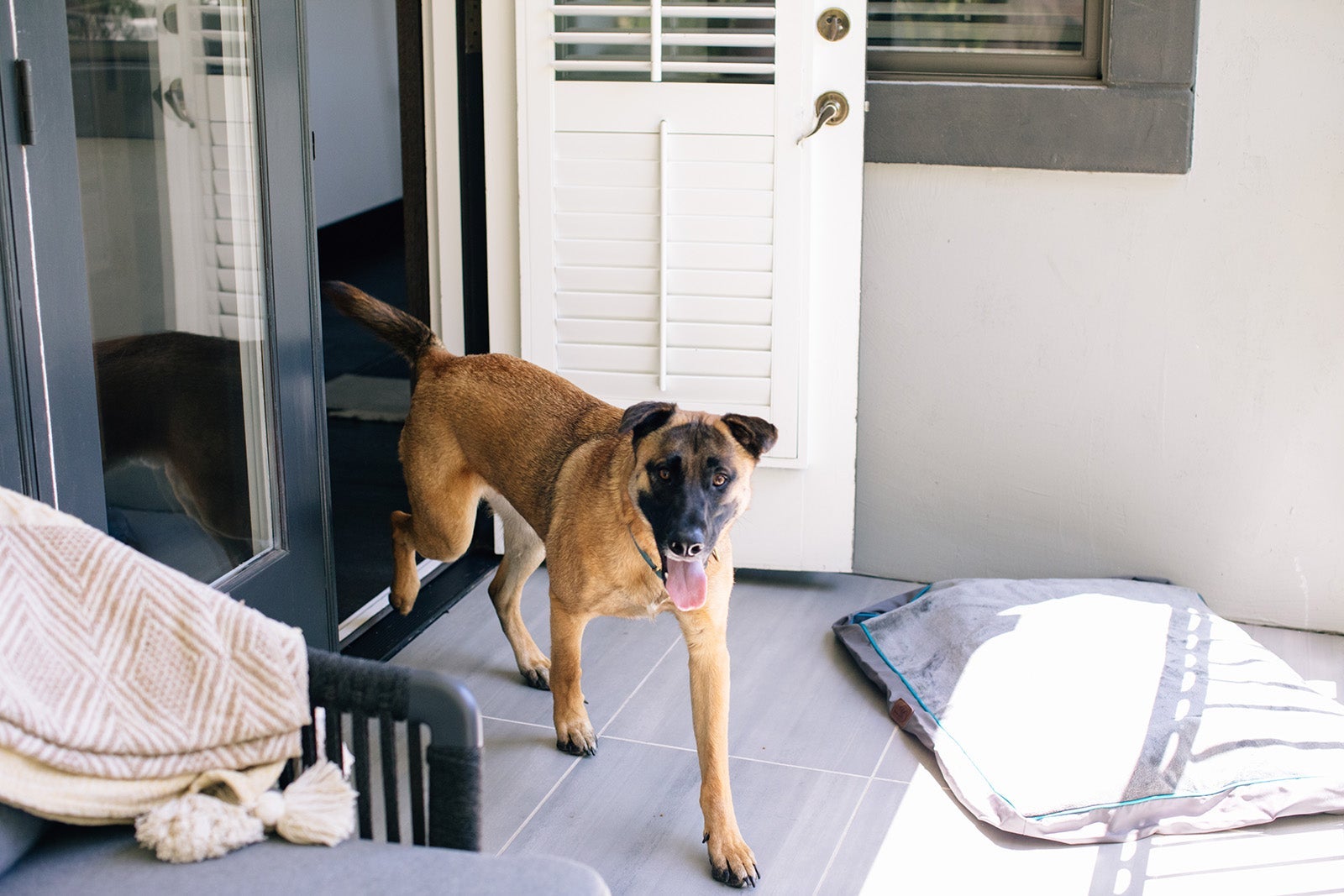 Dog staying at The Estate Yountville