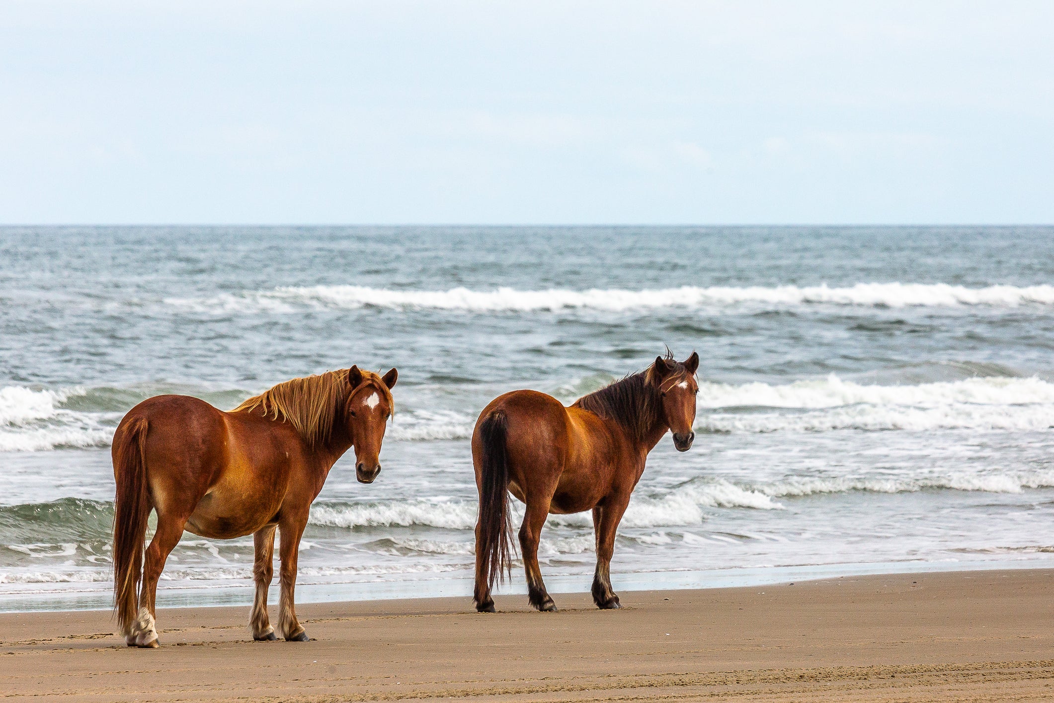 Wild Horses with blaze pattern on the beach in Corolla, NC (OBX).