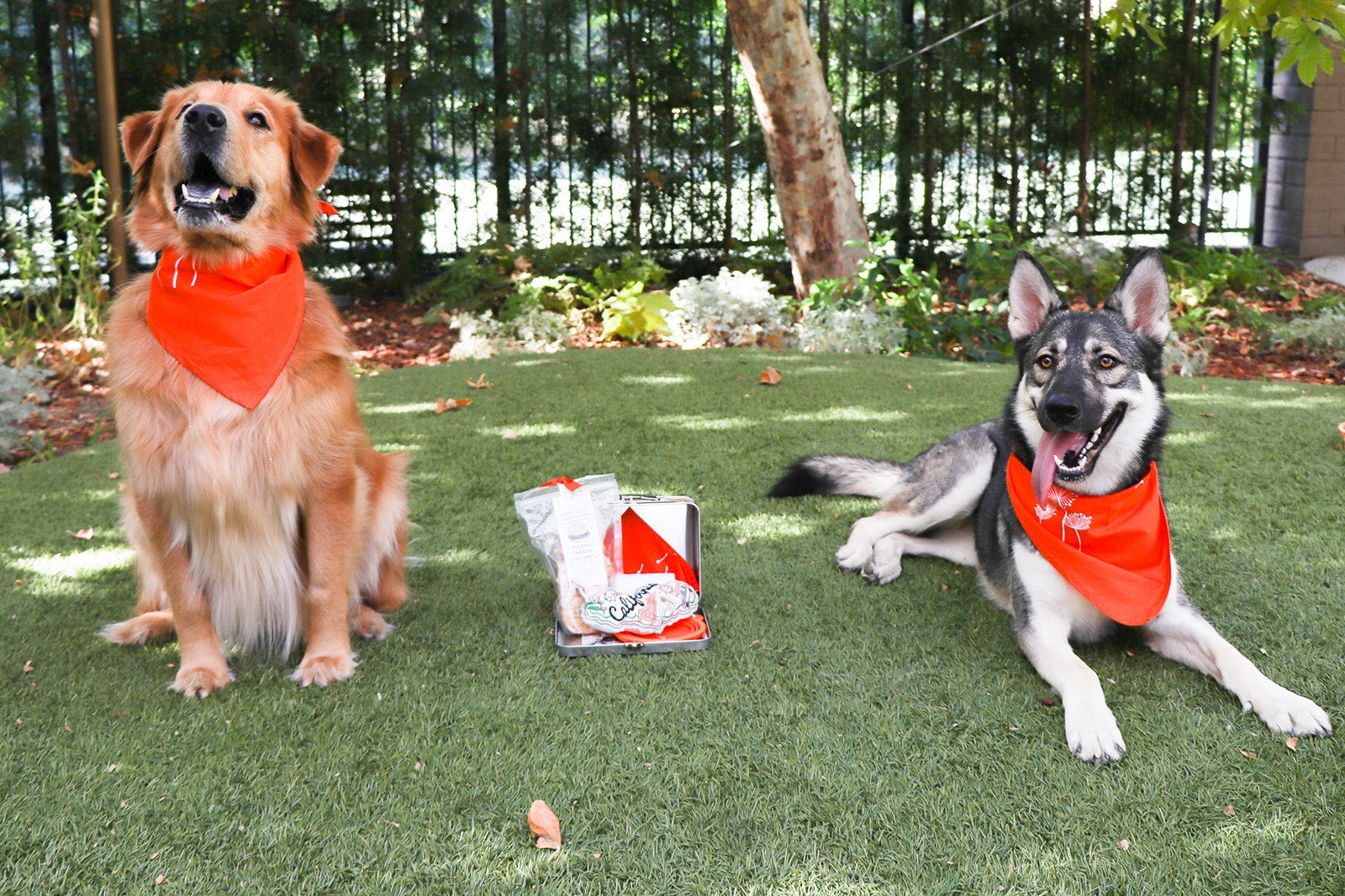 two dogs and the treats they received at check in at The Garland hotel