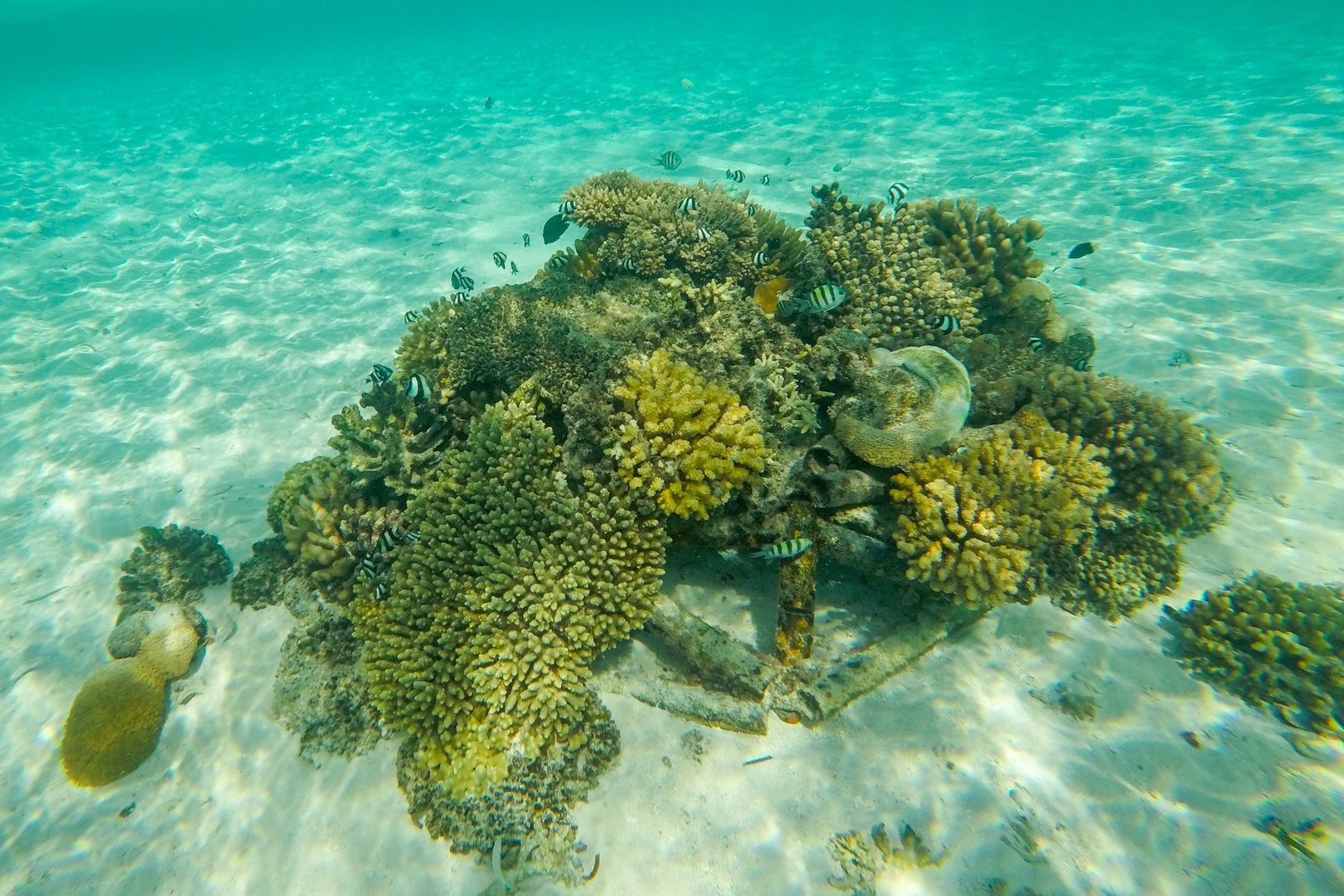 Coral planter near our villa
