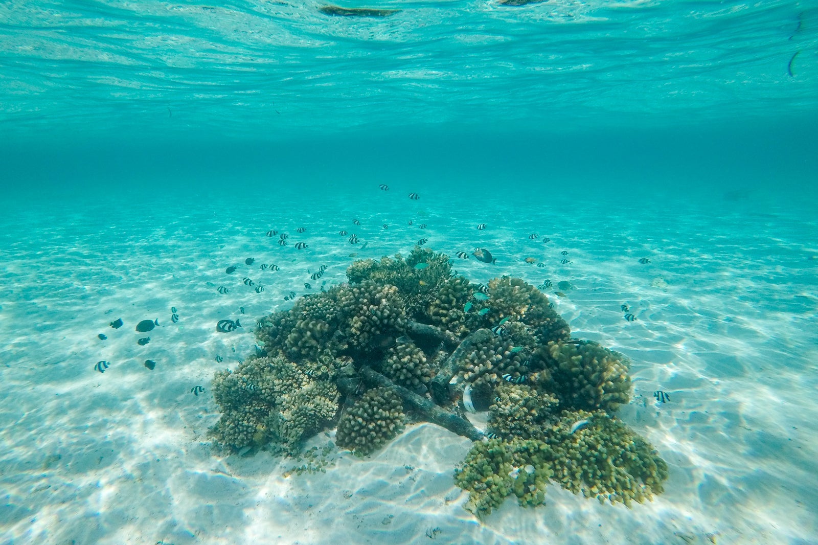 Coral planter near our villa