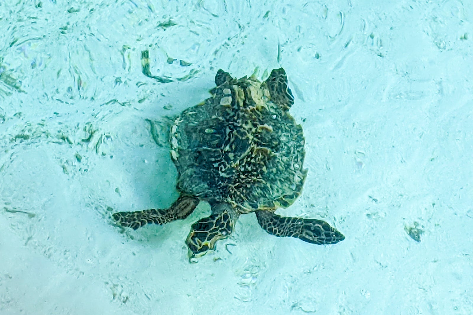 Turtle near our villa