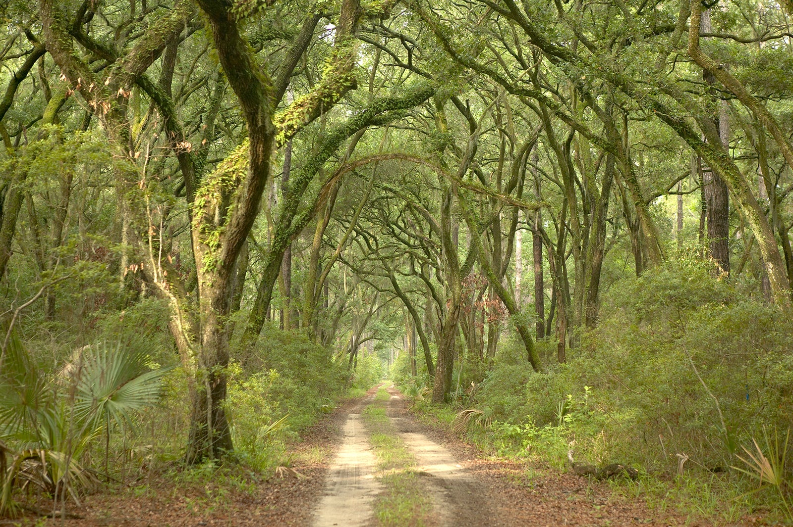 oak tree-lined path at Montage Palmetto Bluff